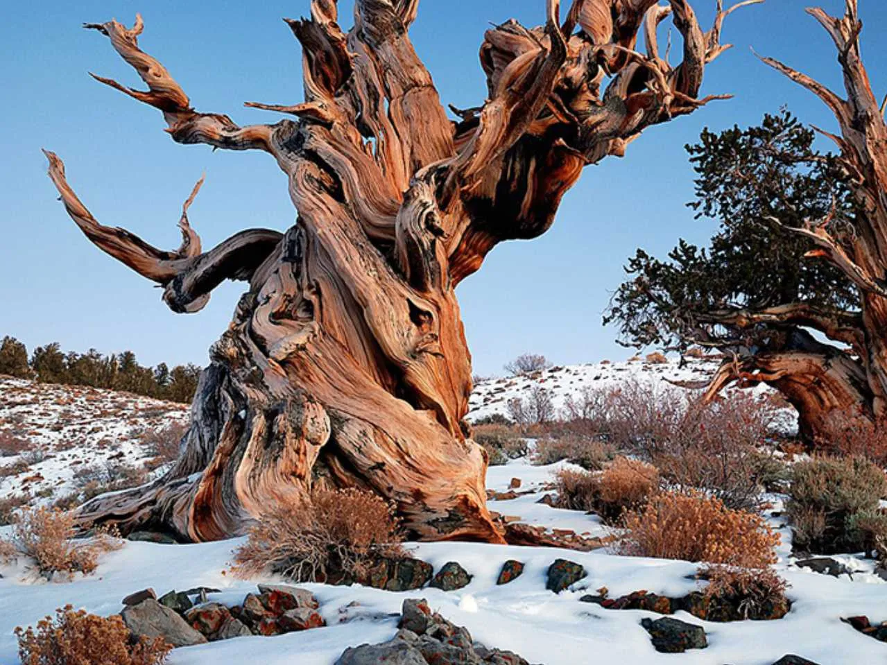 Great Basin Desert