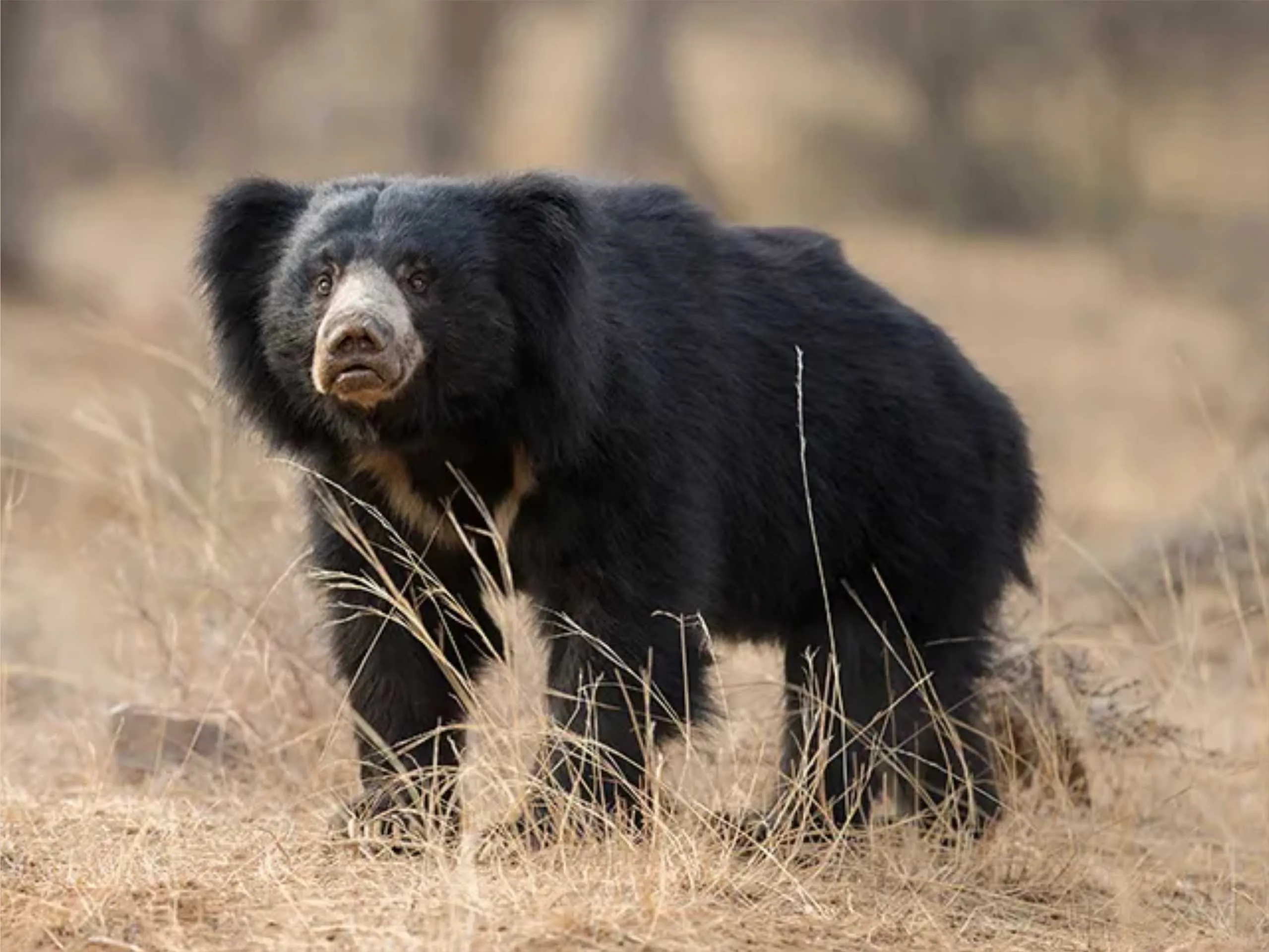 Sloth bear