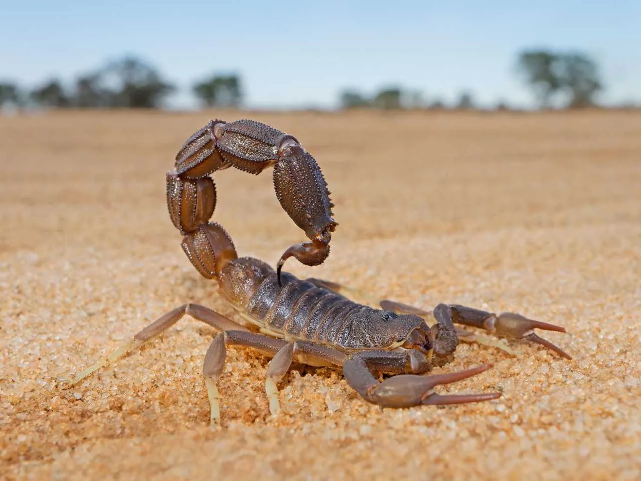 Scorpion 