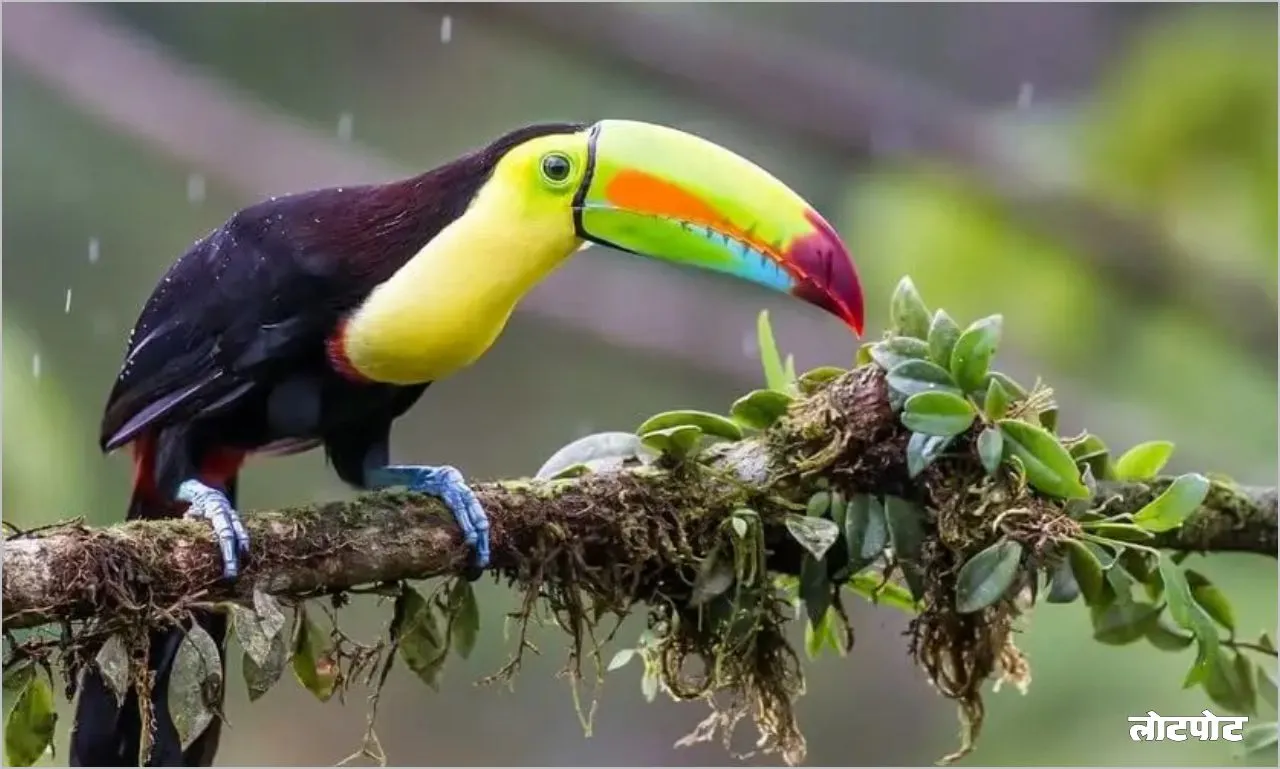 Toucan bird 