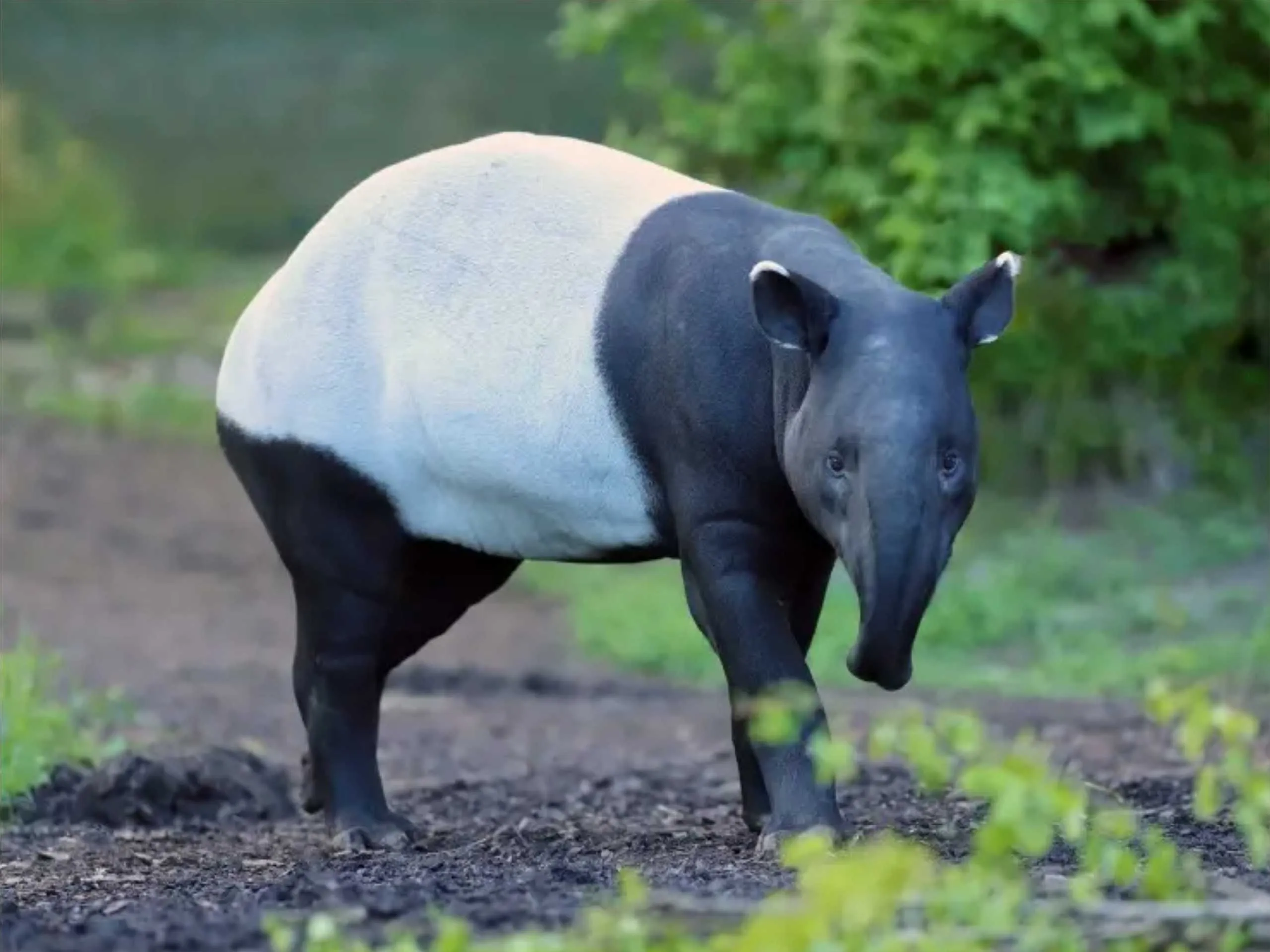 Malayan Tapir