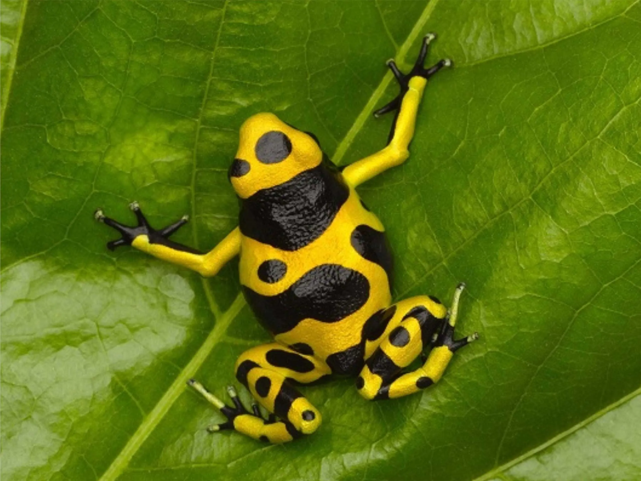 dart frog