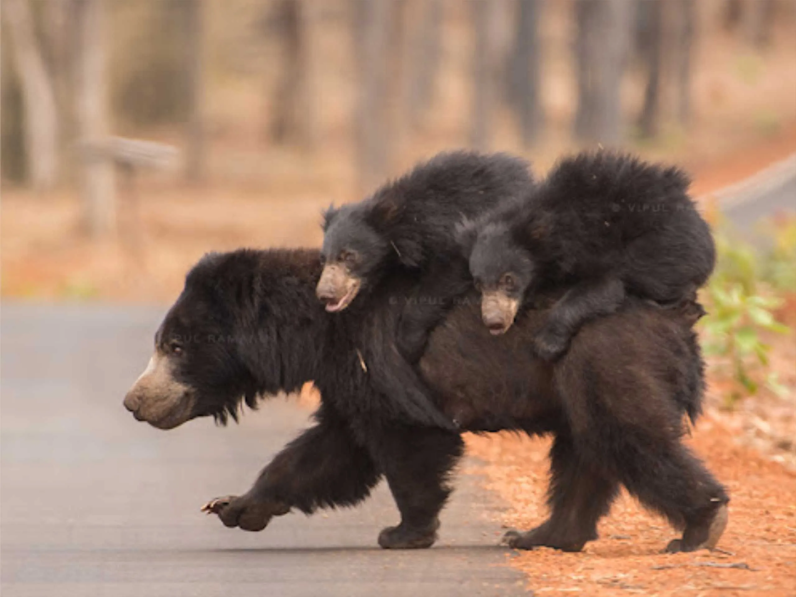 Sloth bear