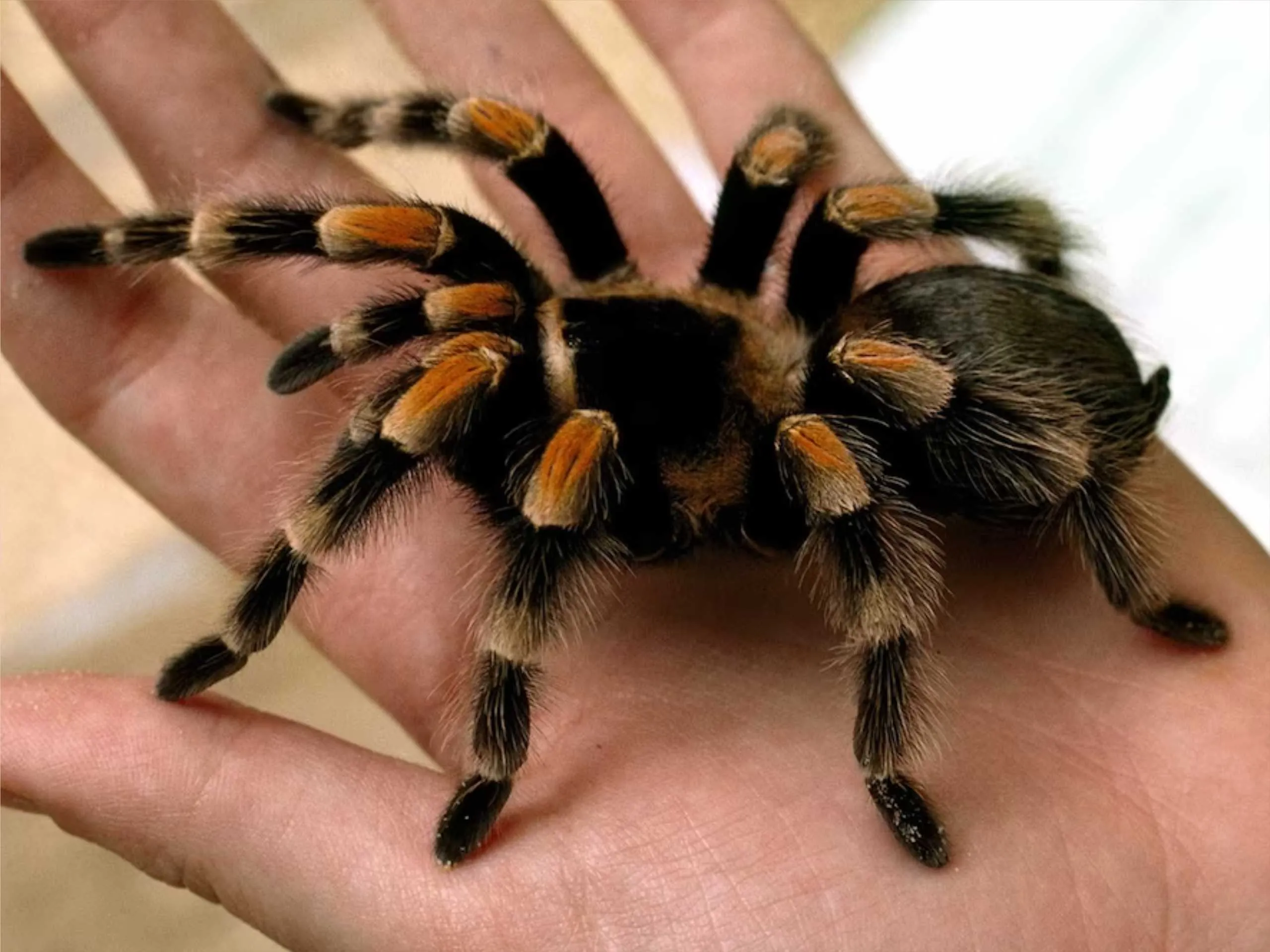 tarantula spider