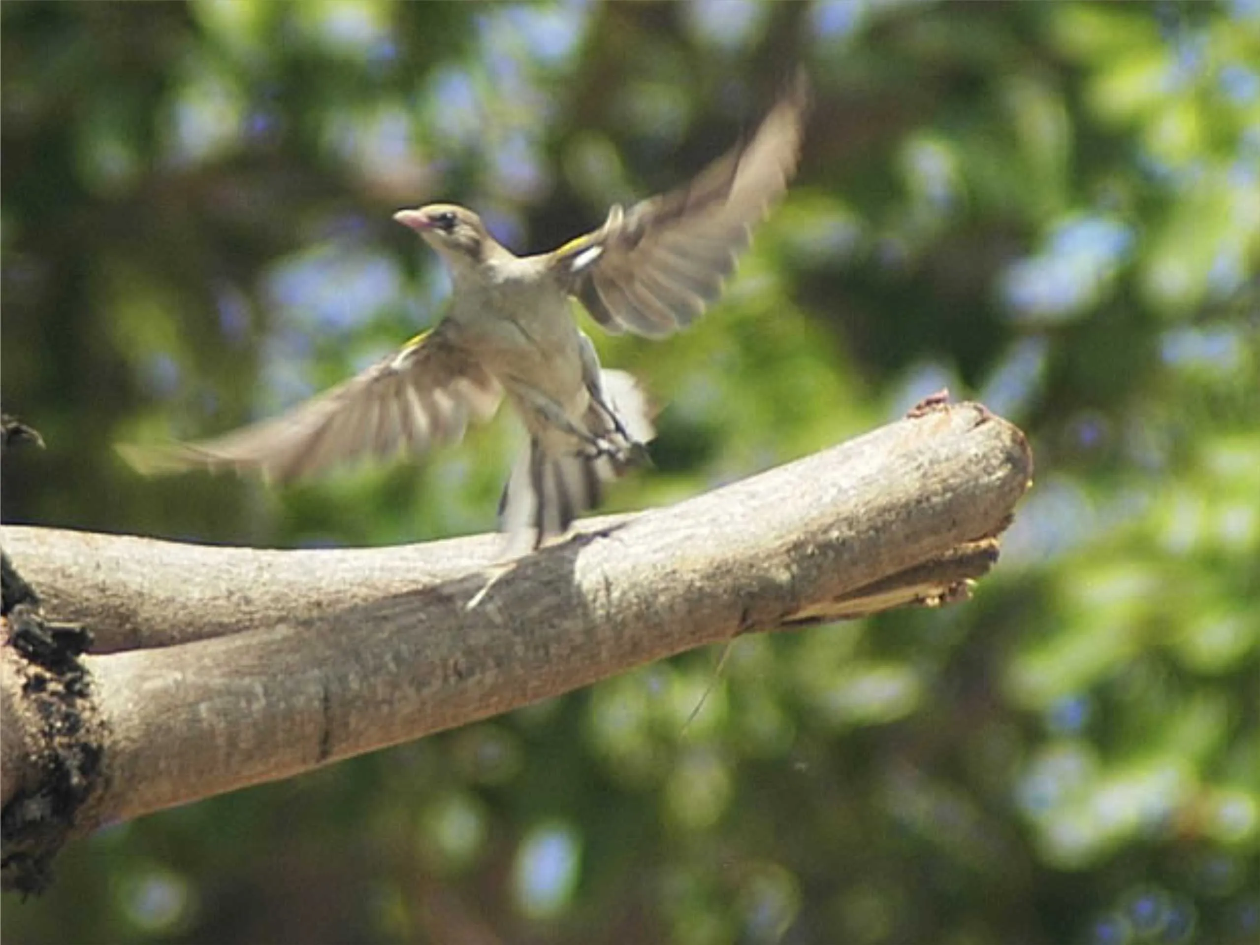 Honey guide Bird