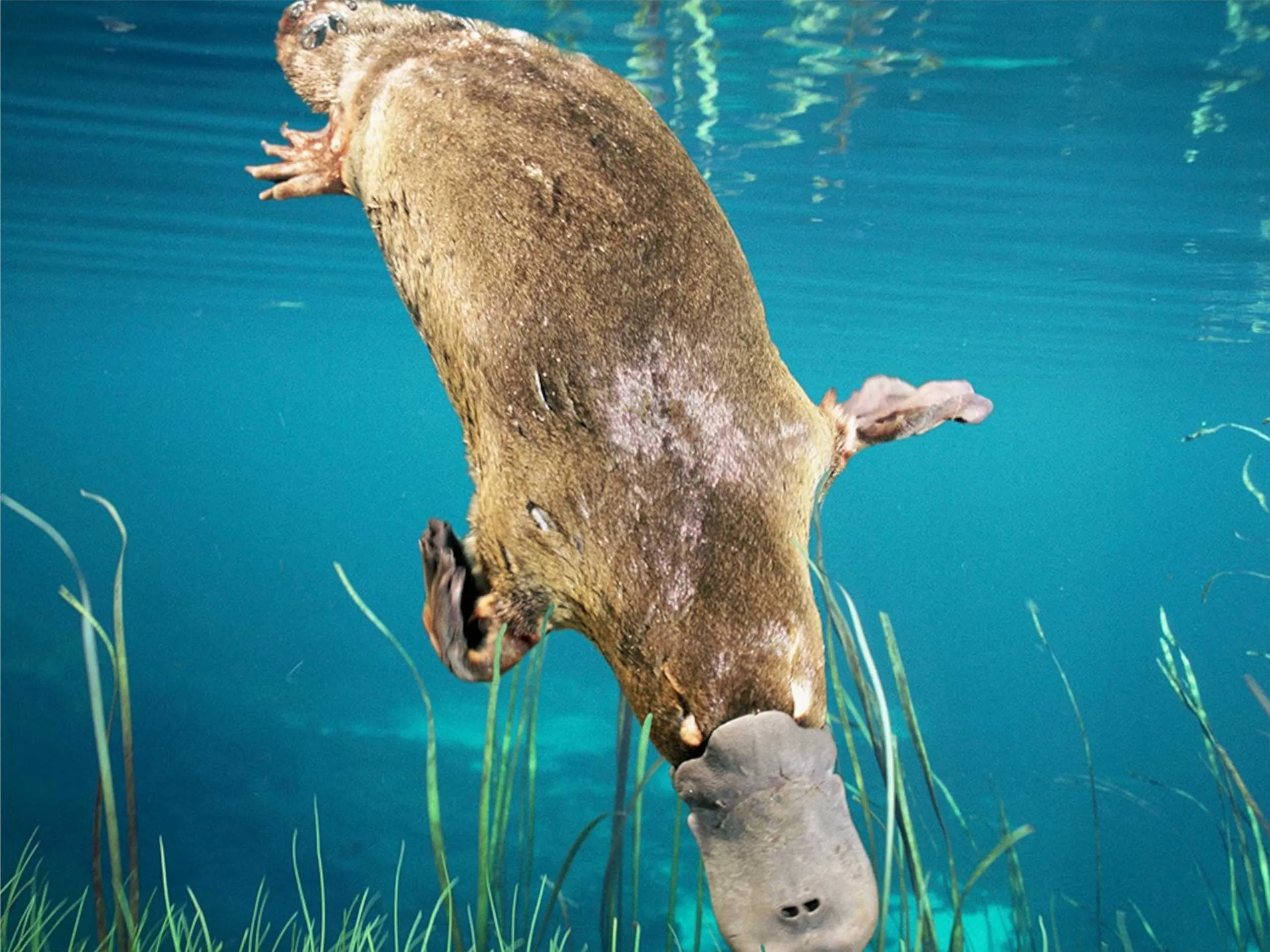 platypus 