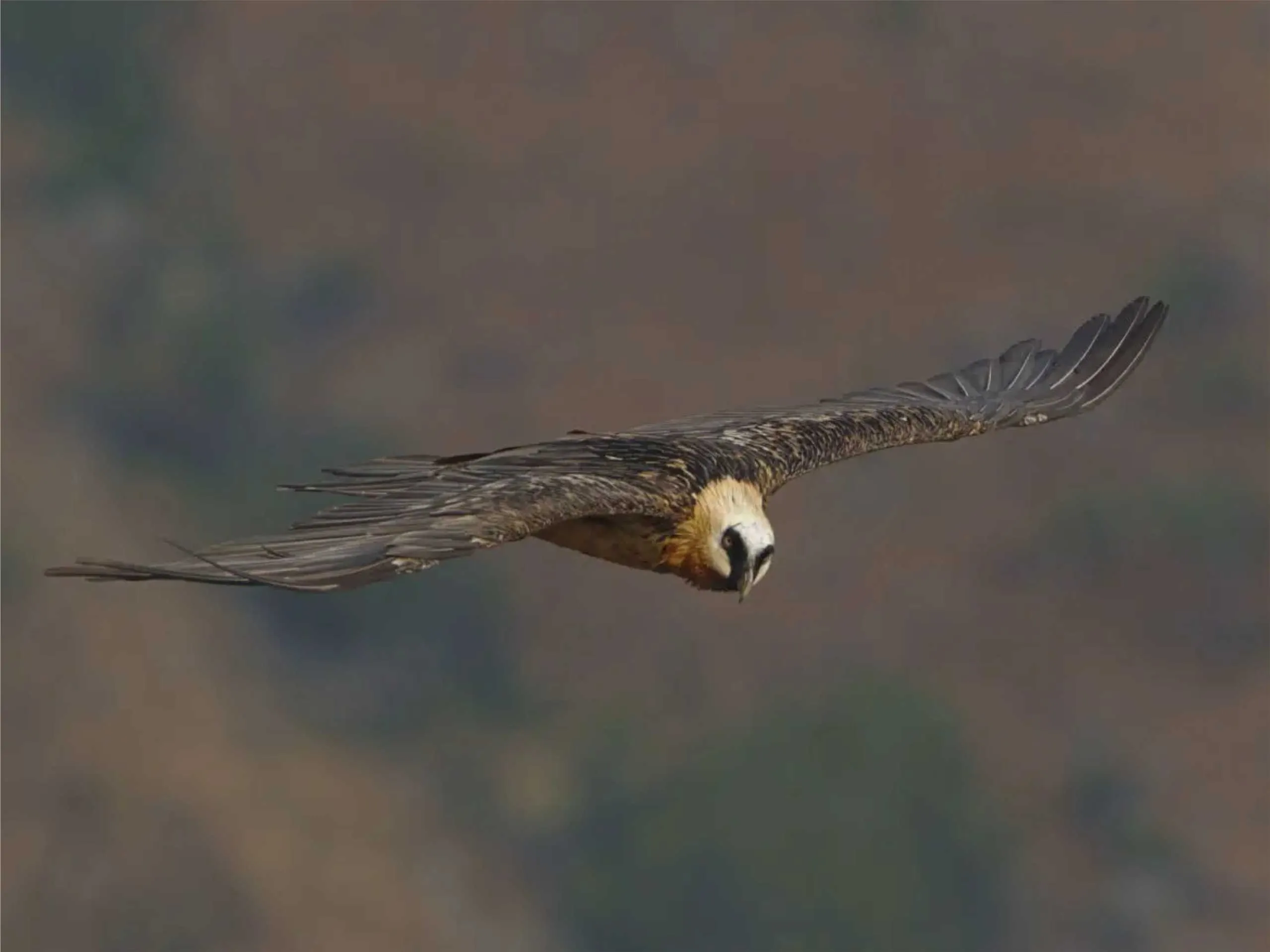 bearded vulture