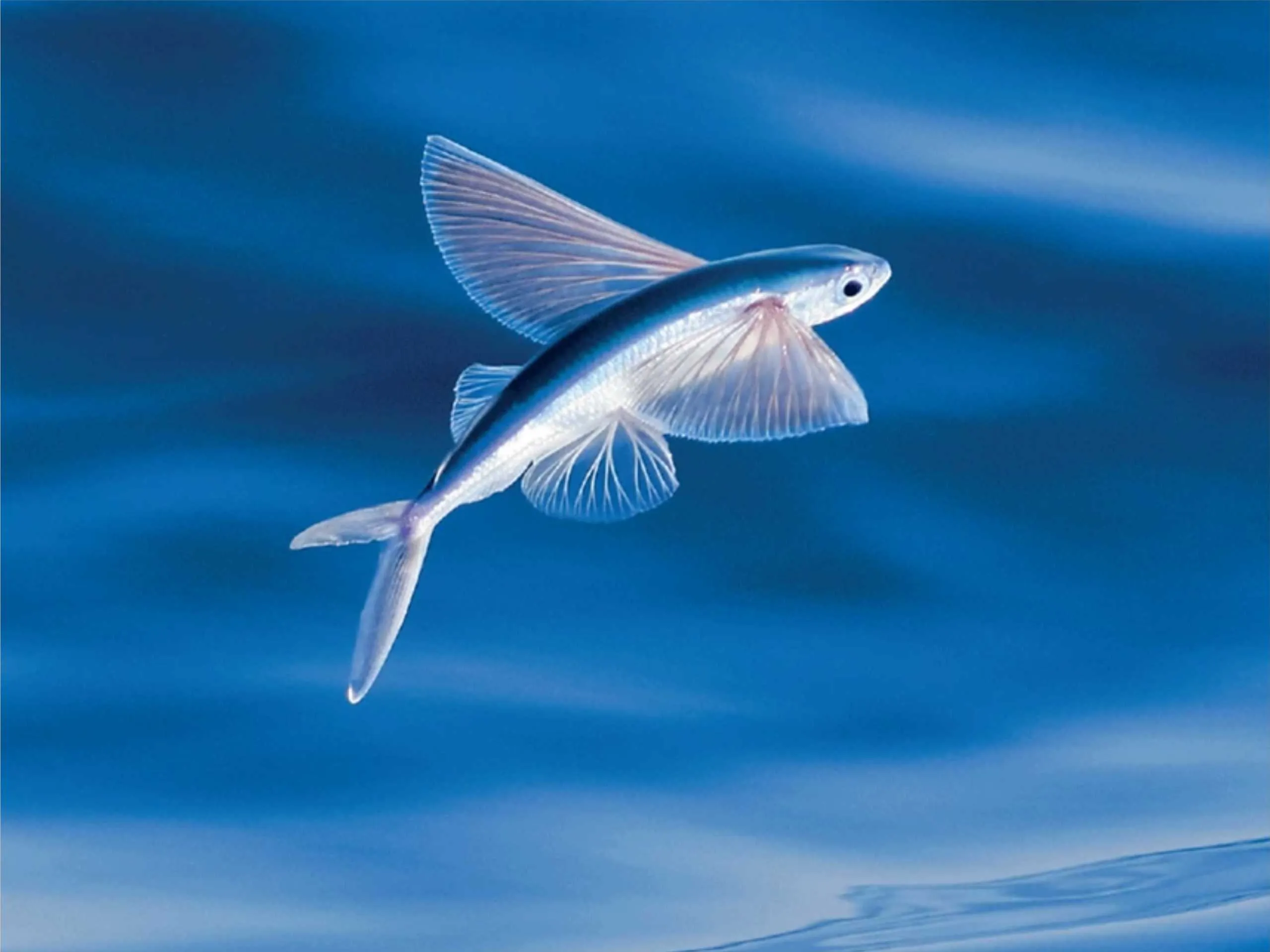 flying fish