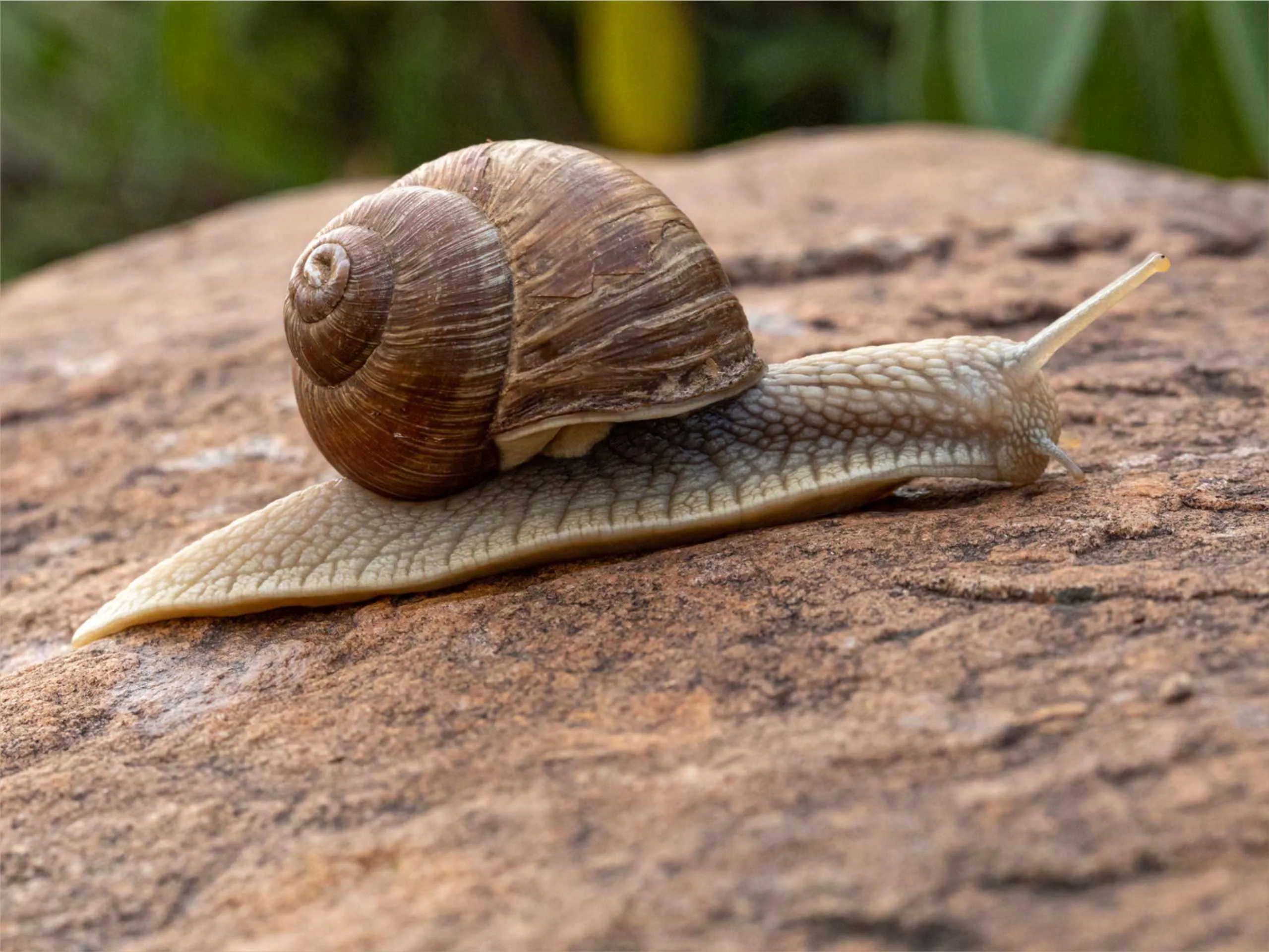 roman snail