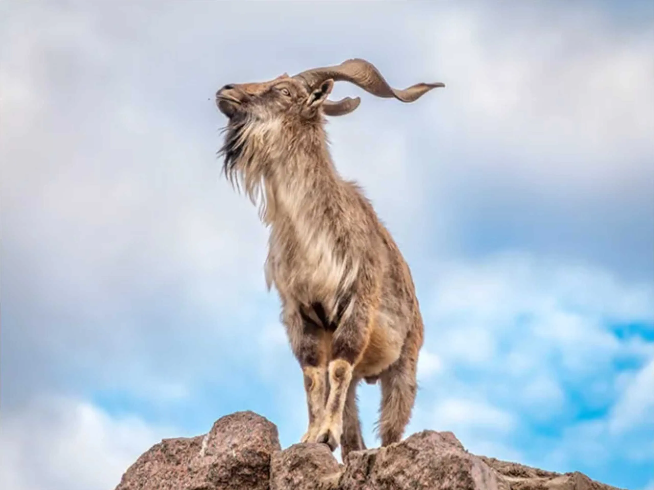 markhor