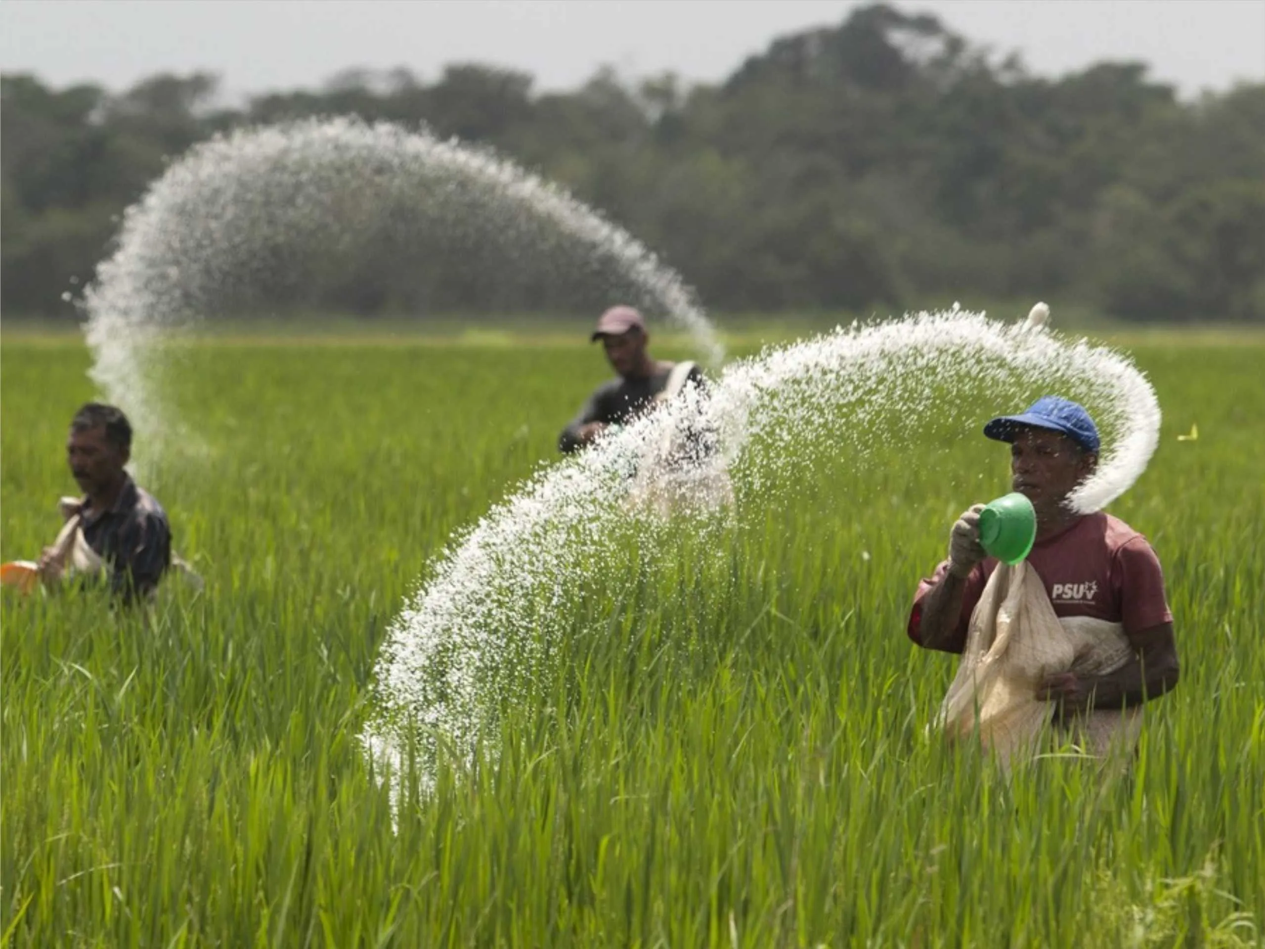 Mens sprinkling urea in farms