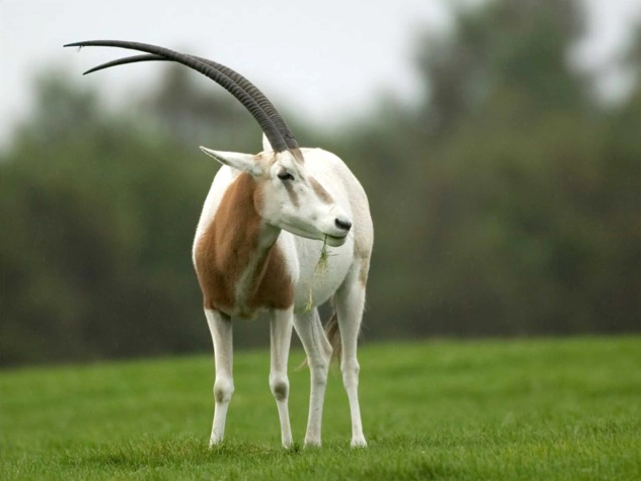 oryx