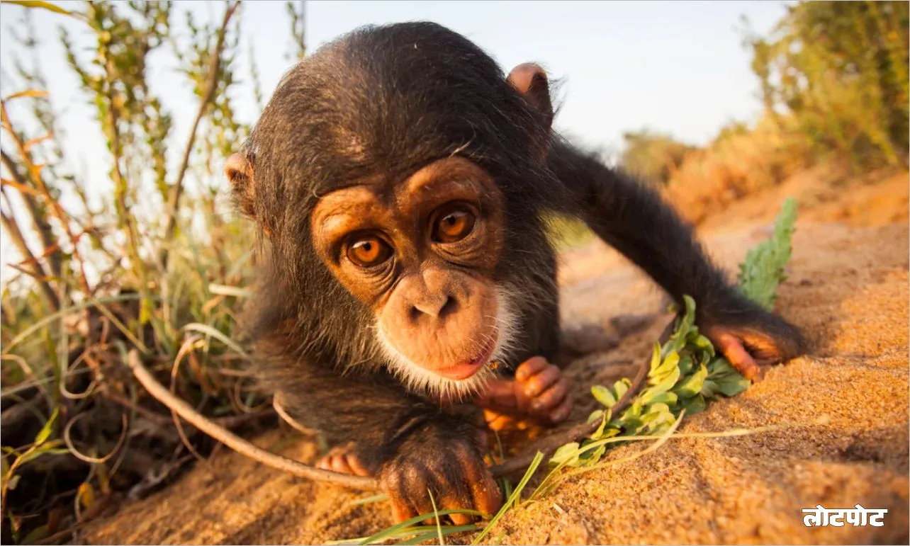 Amazing Chimpanzee Know everything about this adorable creature