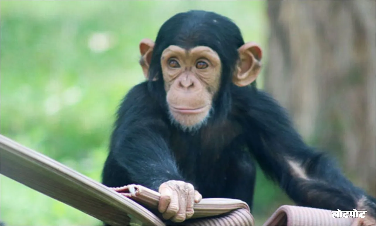 Amazing Chimpanzee Know everything about this adorable creature