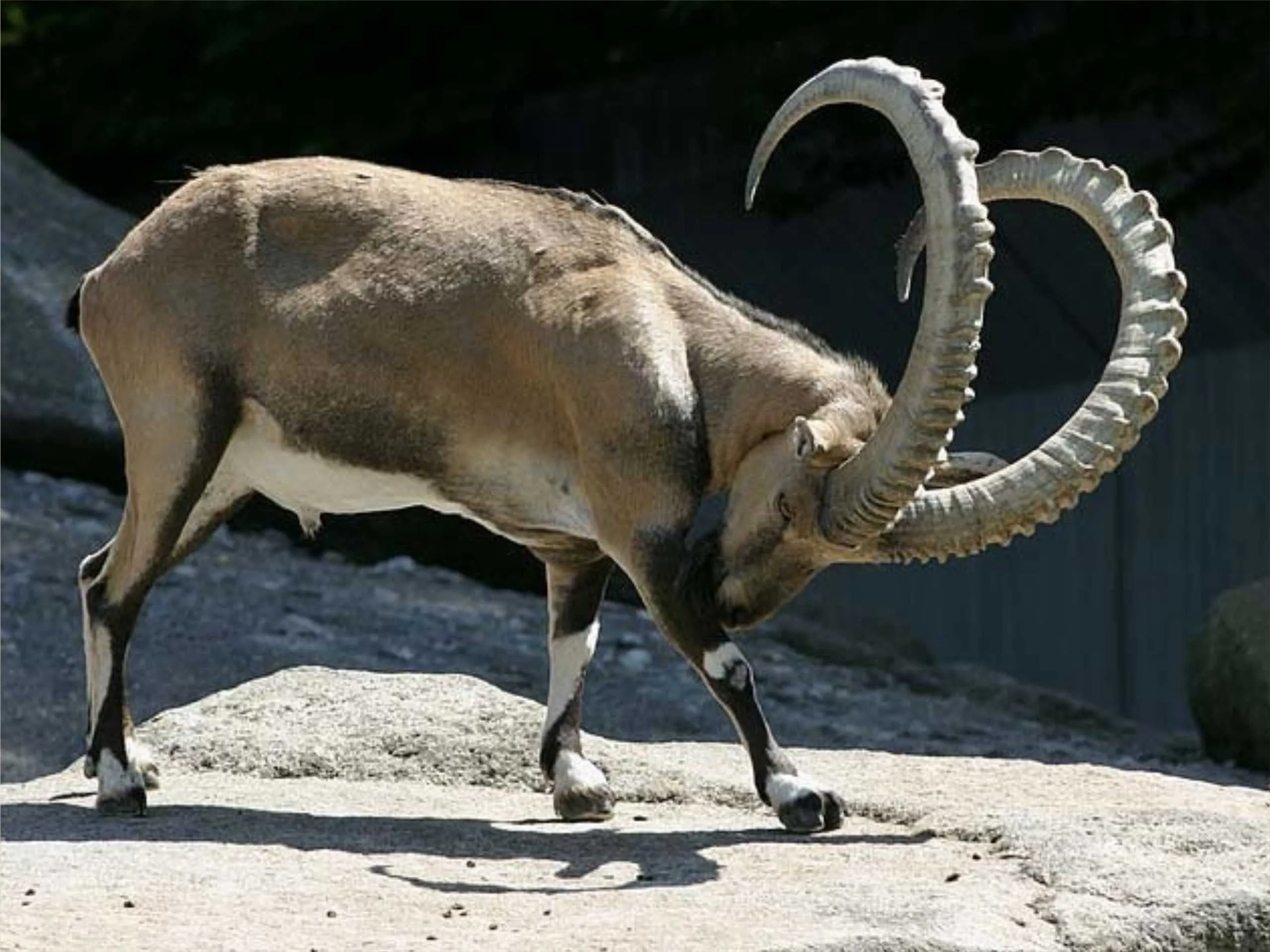 markhor