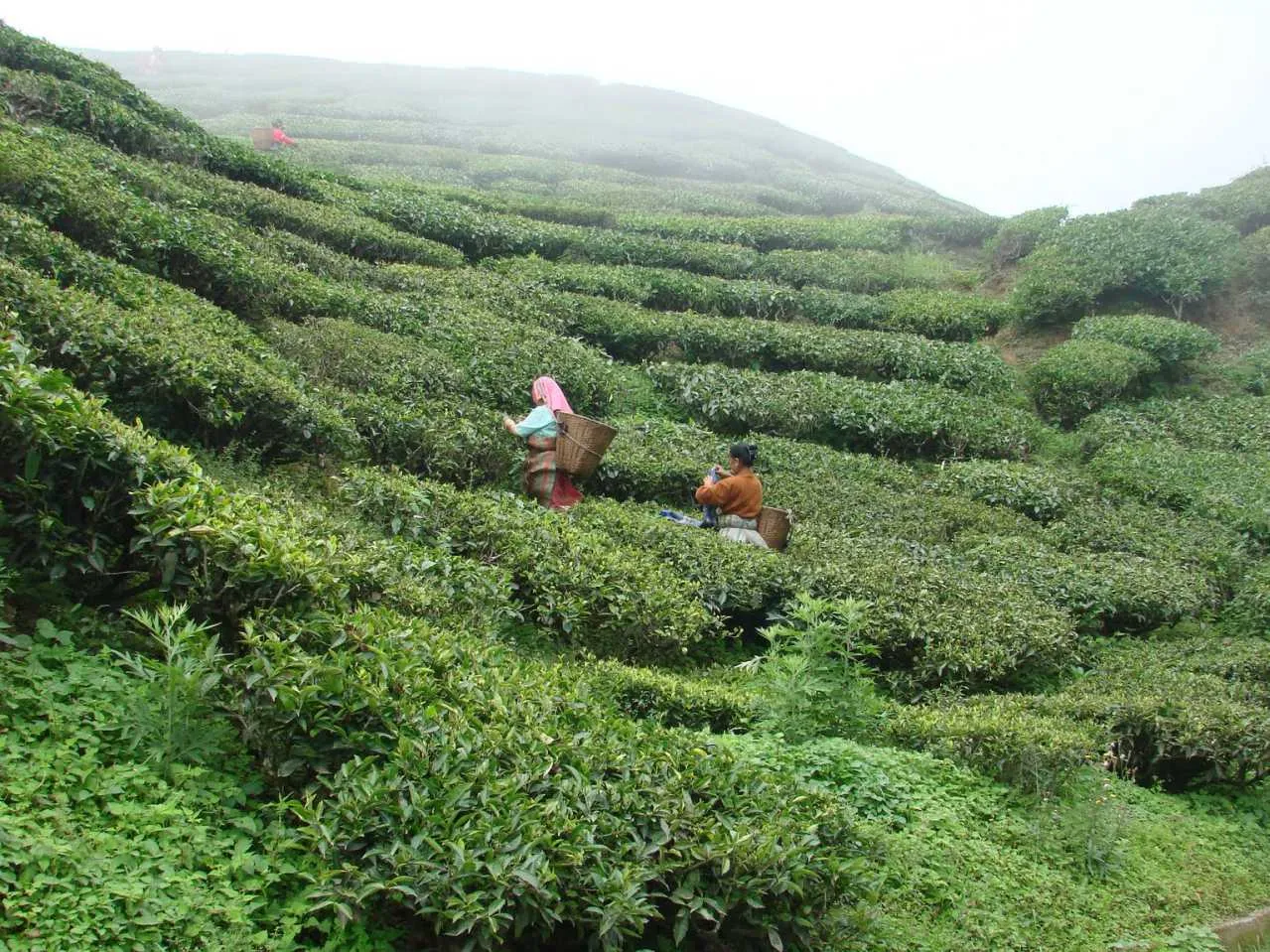 farming in khonsa