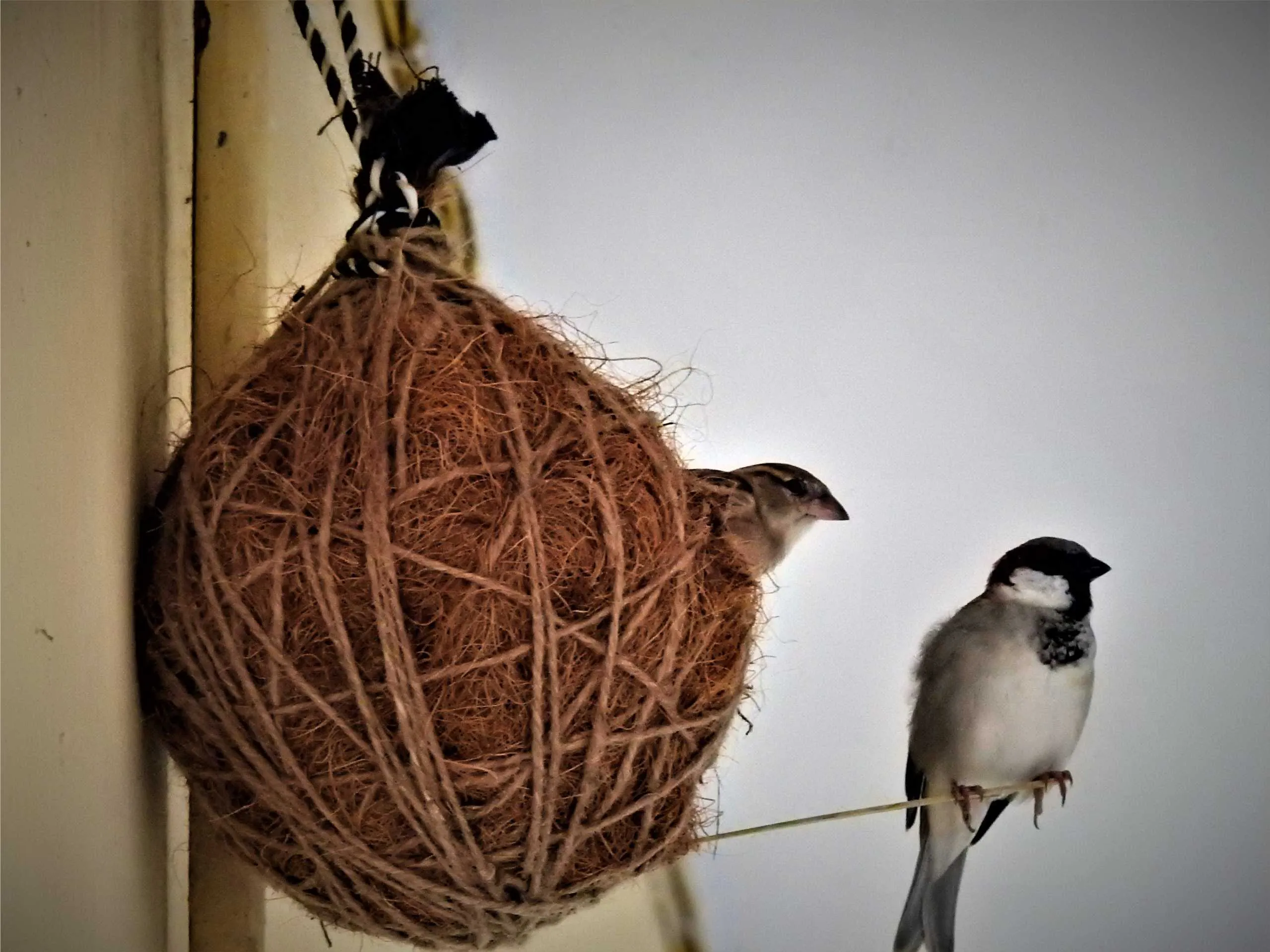 Sparrow in Man Made Nest