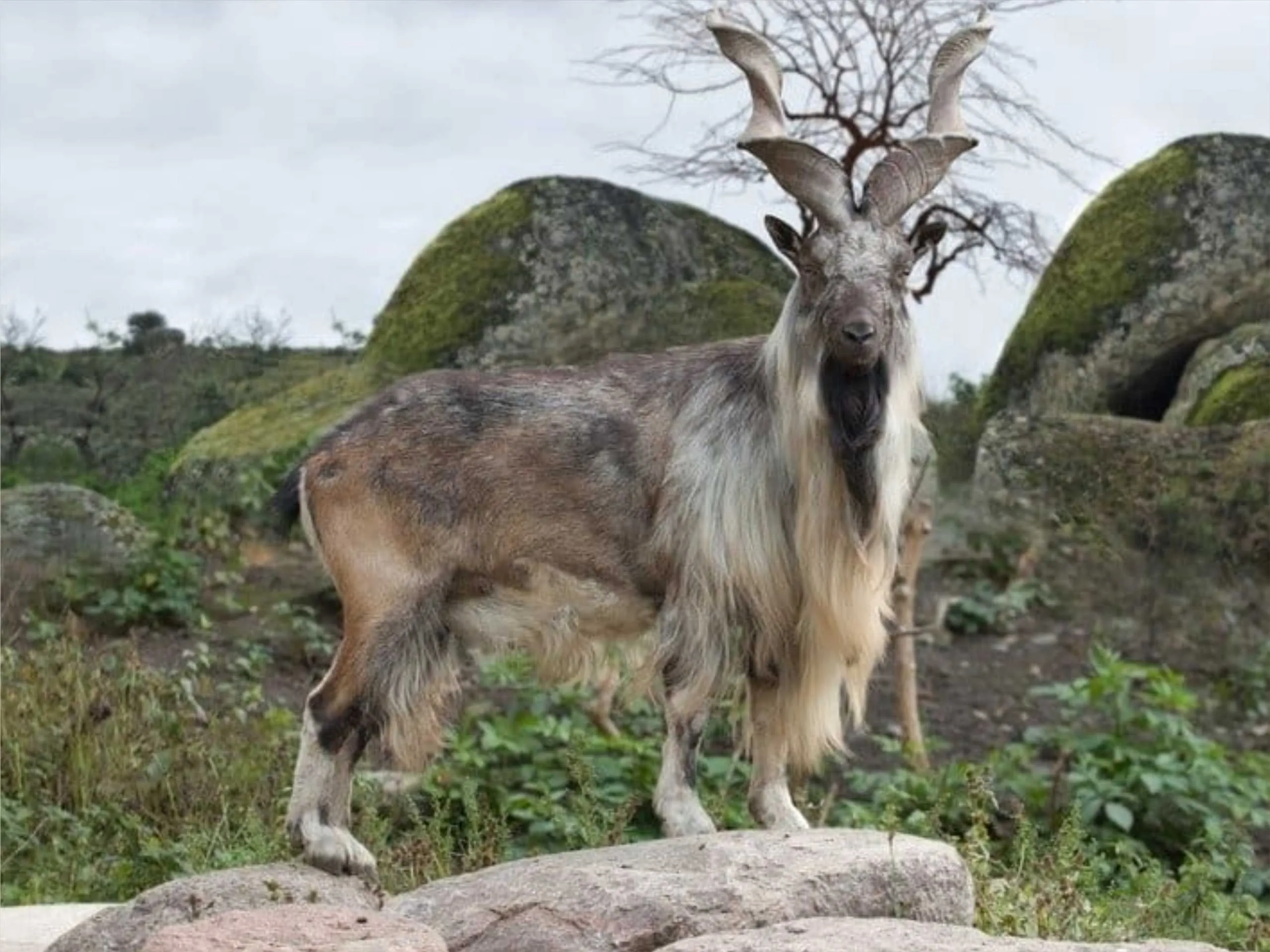 markhor