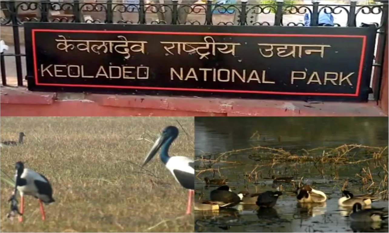 Bharatpur Travel Bird paradise and historical heritage of Rajasthan