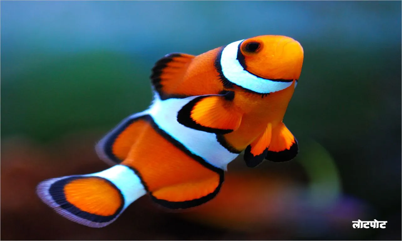 Clownfish Learn about the bright fish of the sea