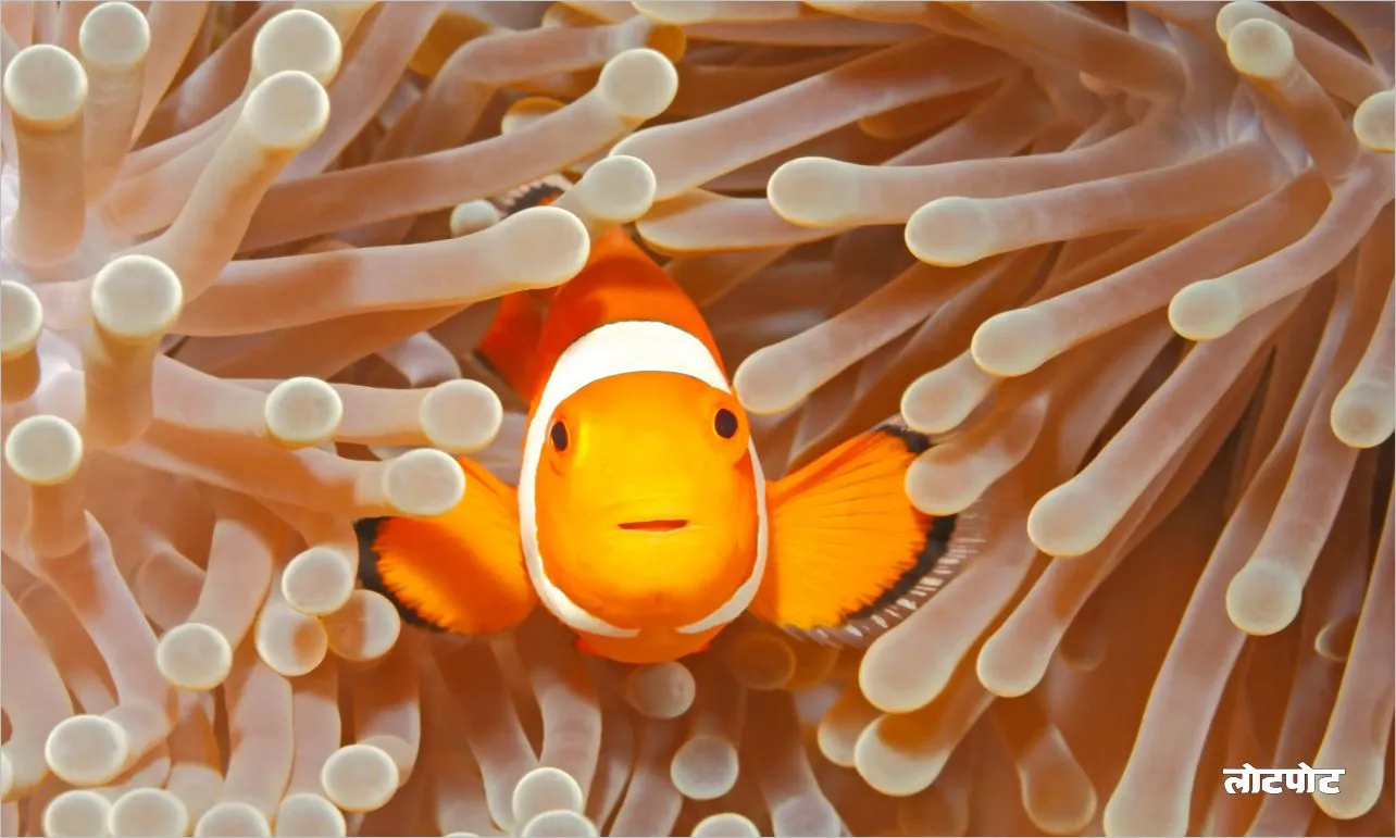 Clownfish Learn about the bright fish of the sea