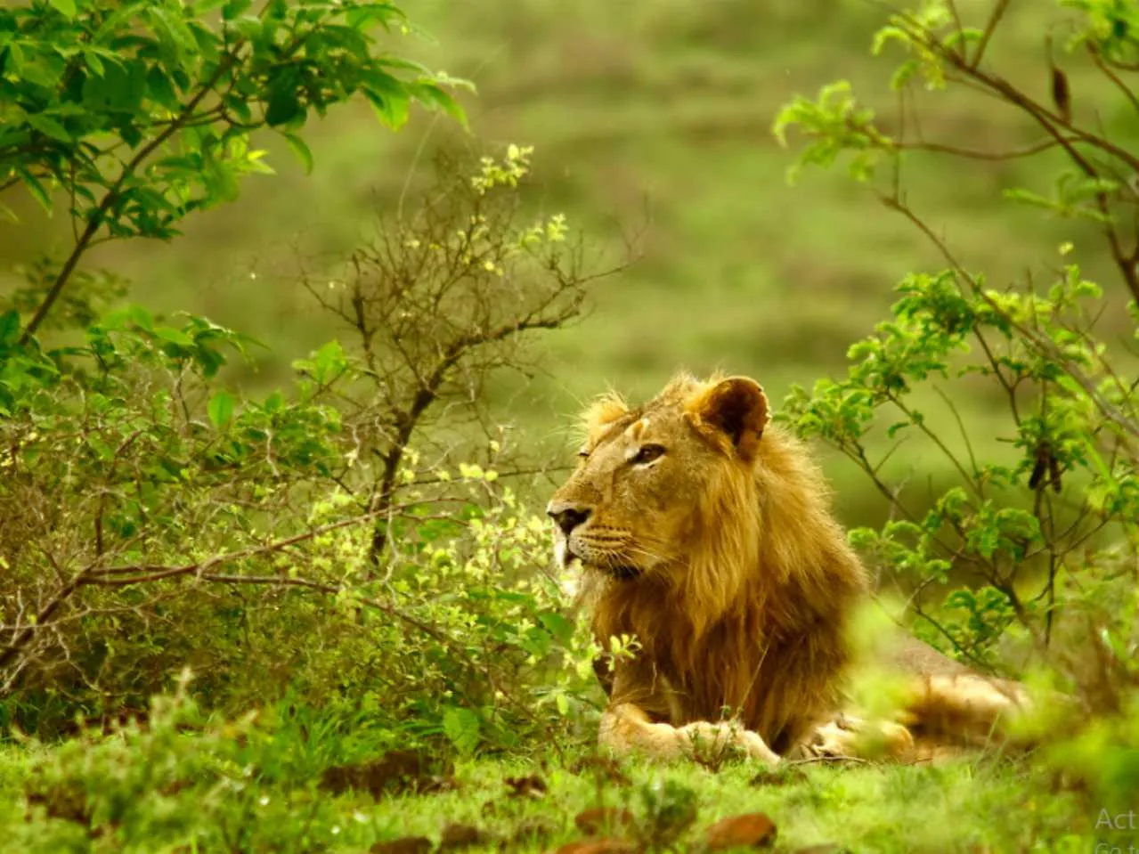 Gir Lion 