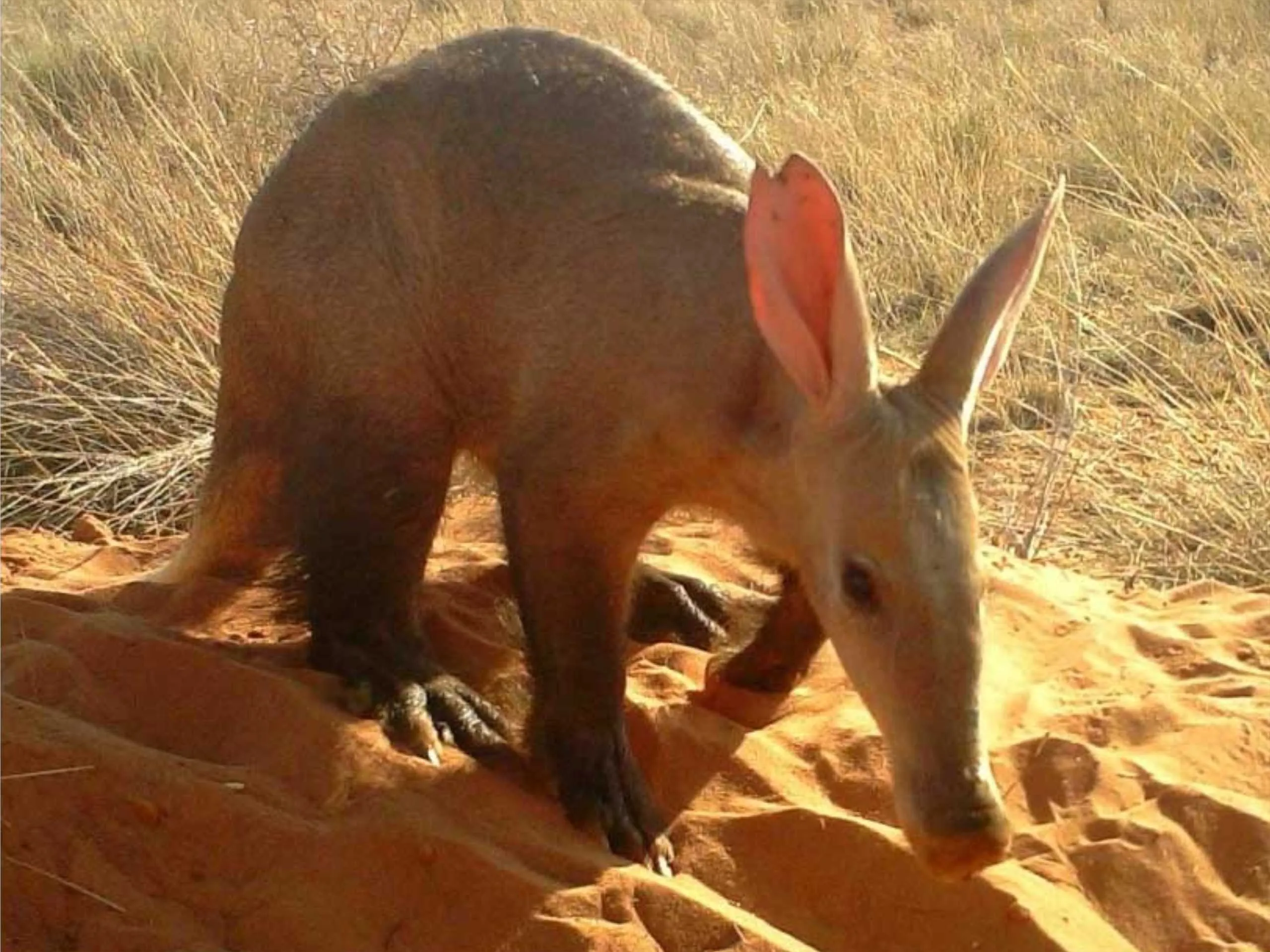 Aardvark 