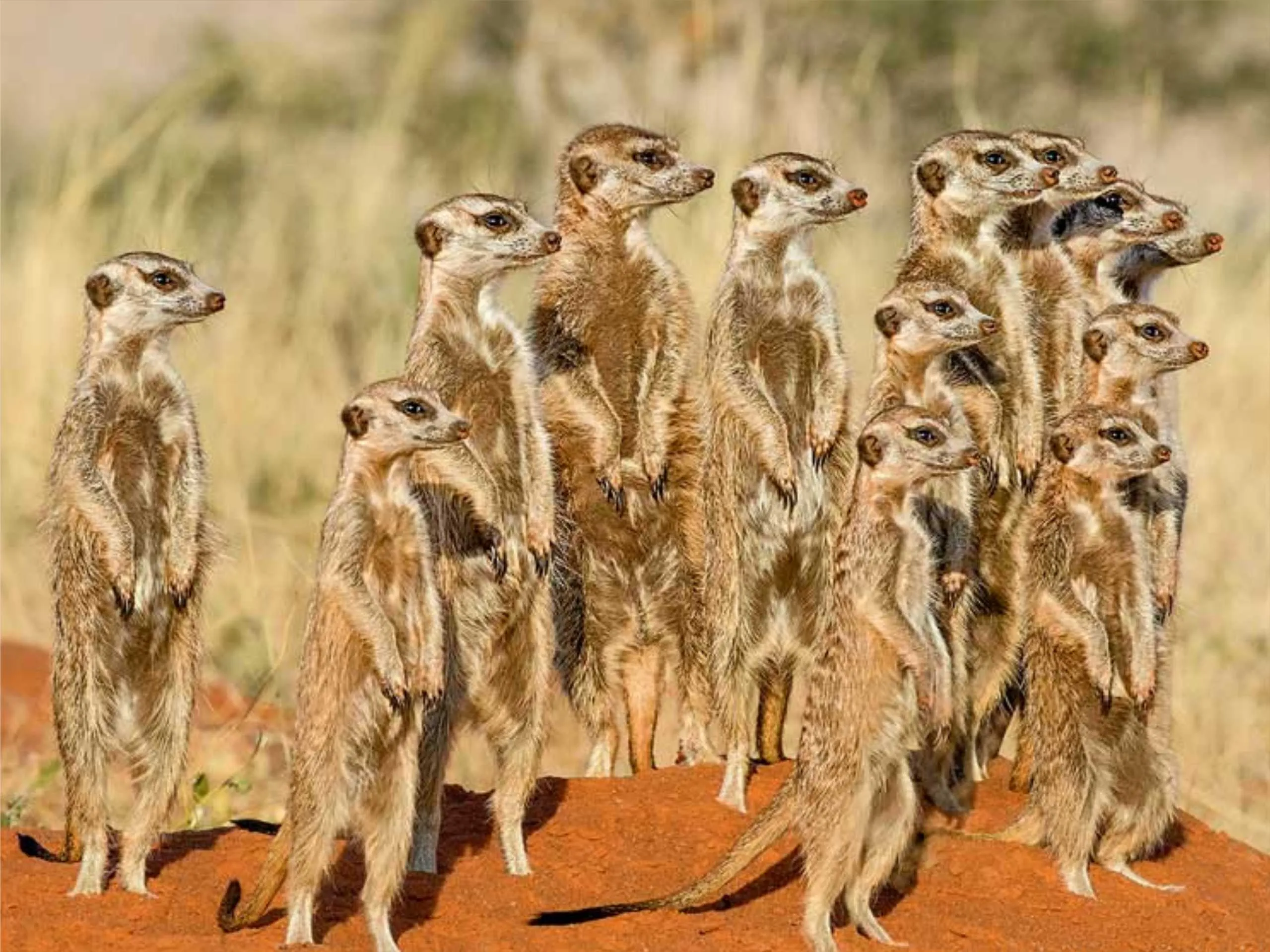 meerkats