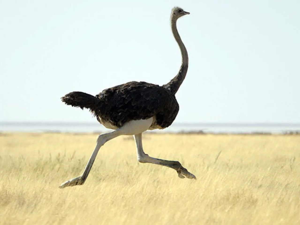 Ostrich running