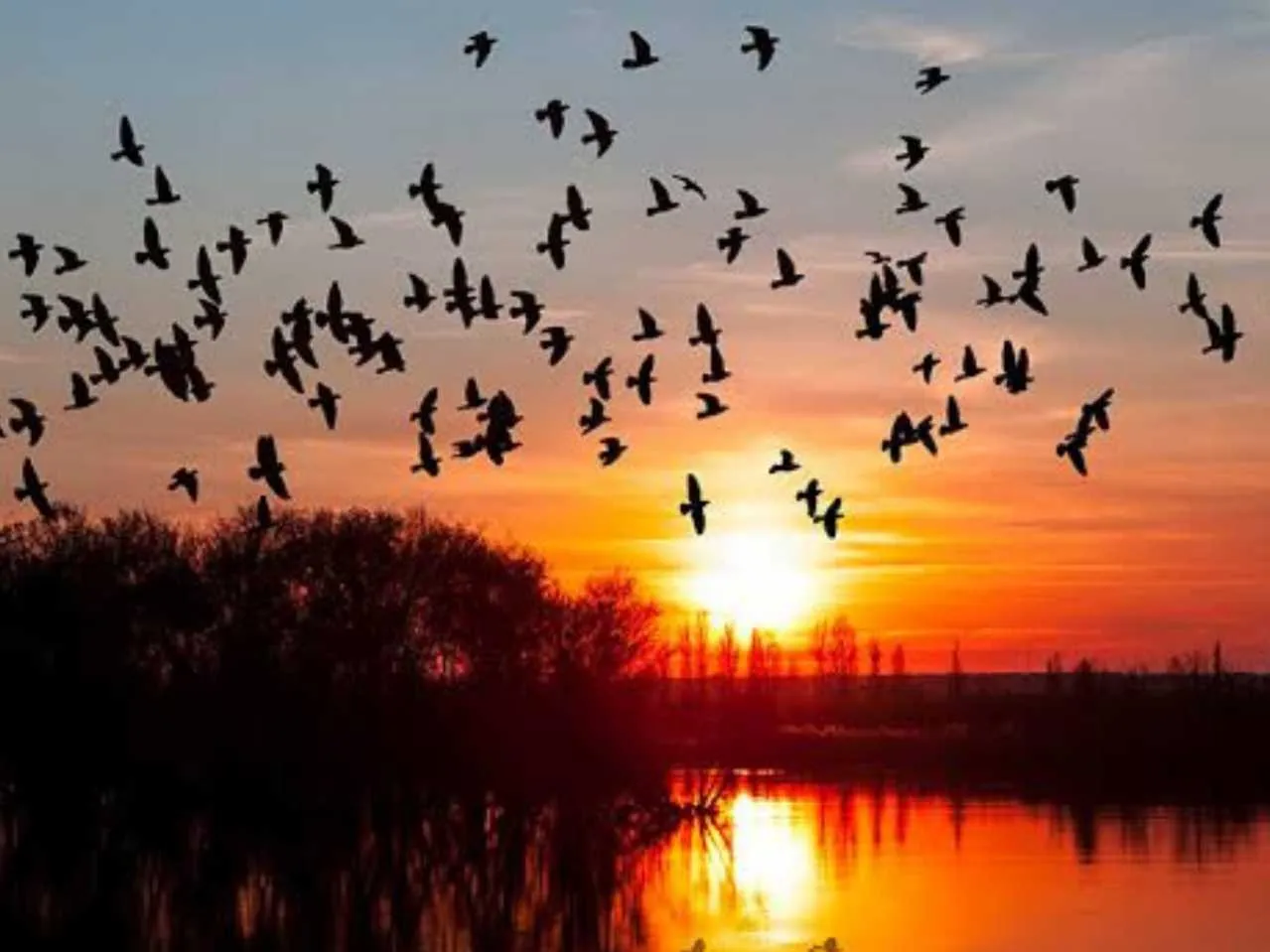 Birds in jatinga