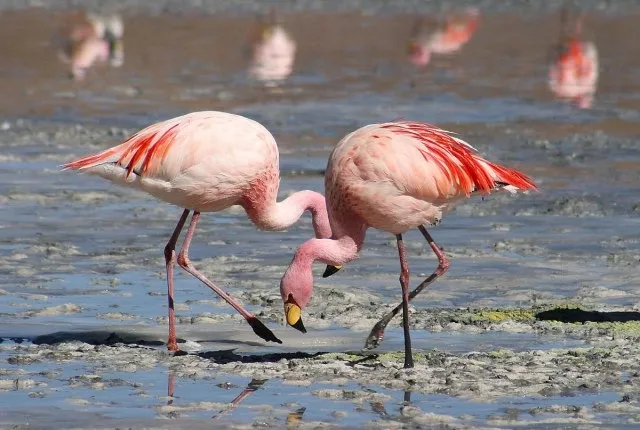 Flamingo Unique world of pink beauty