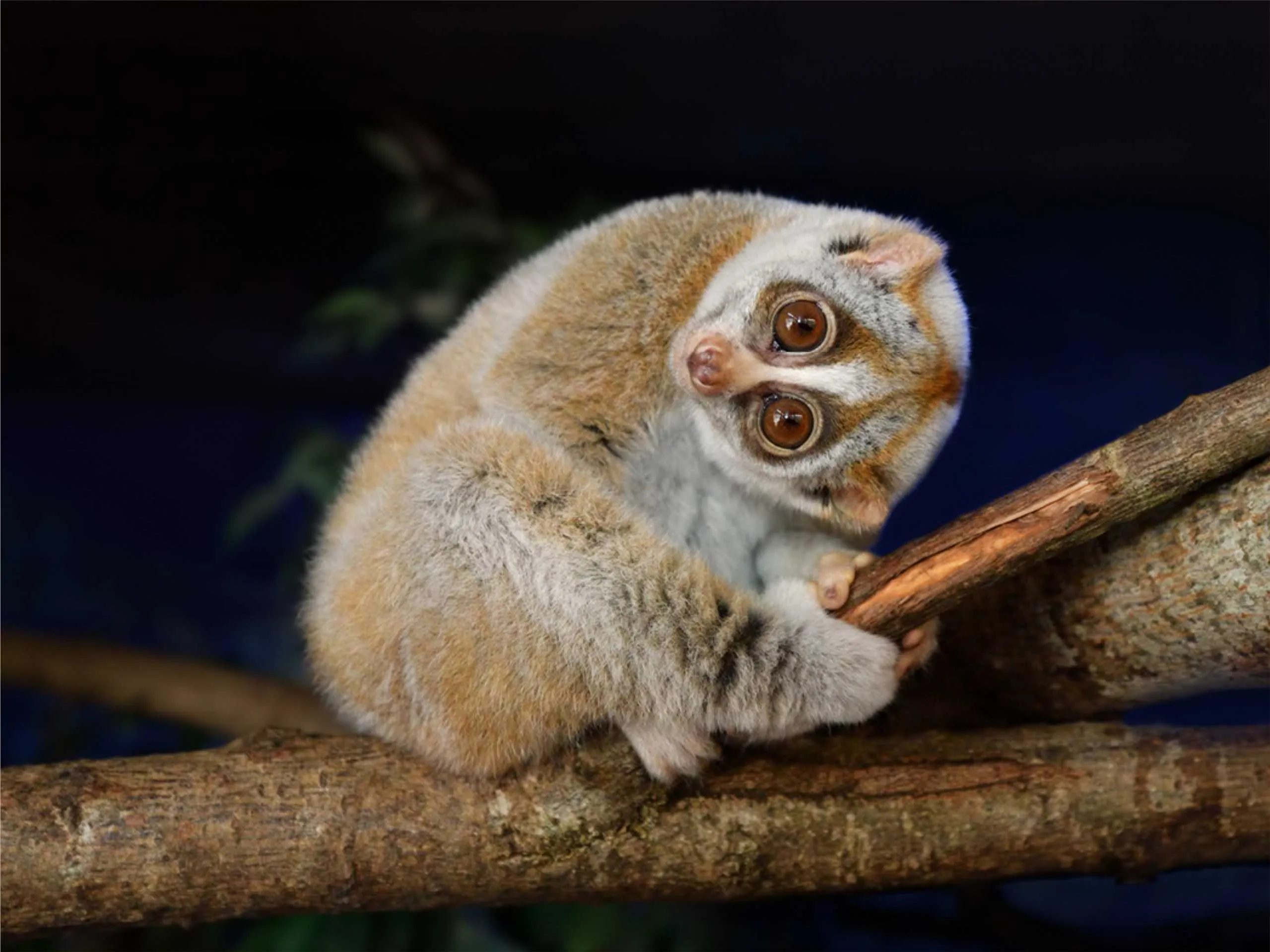 Slow Loris