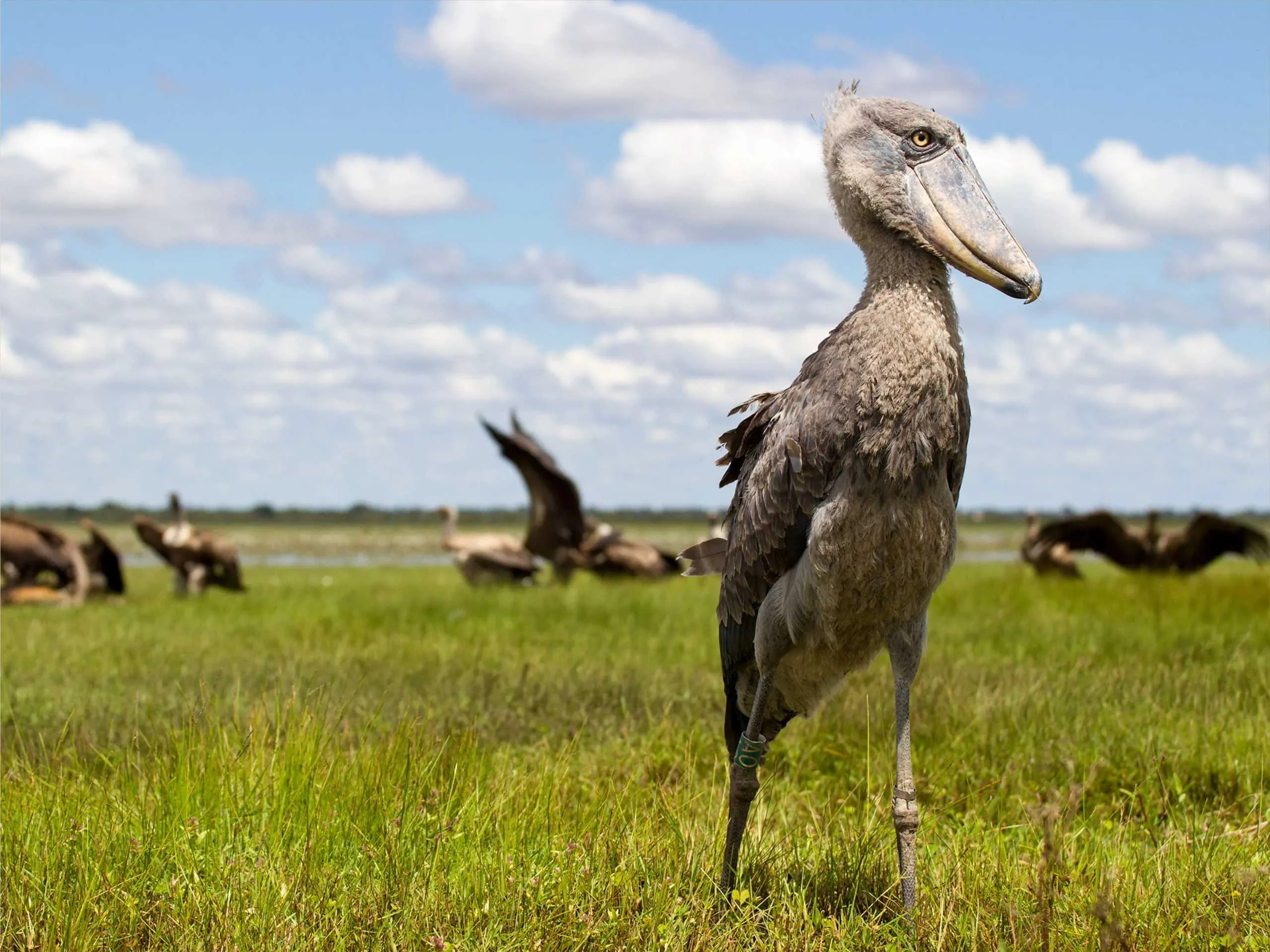 shoebill