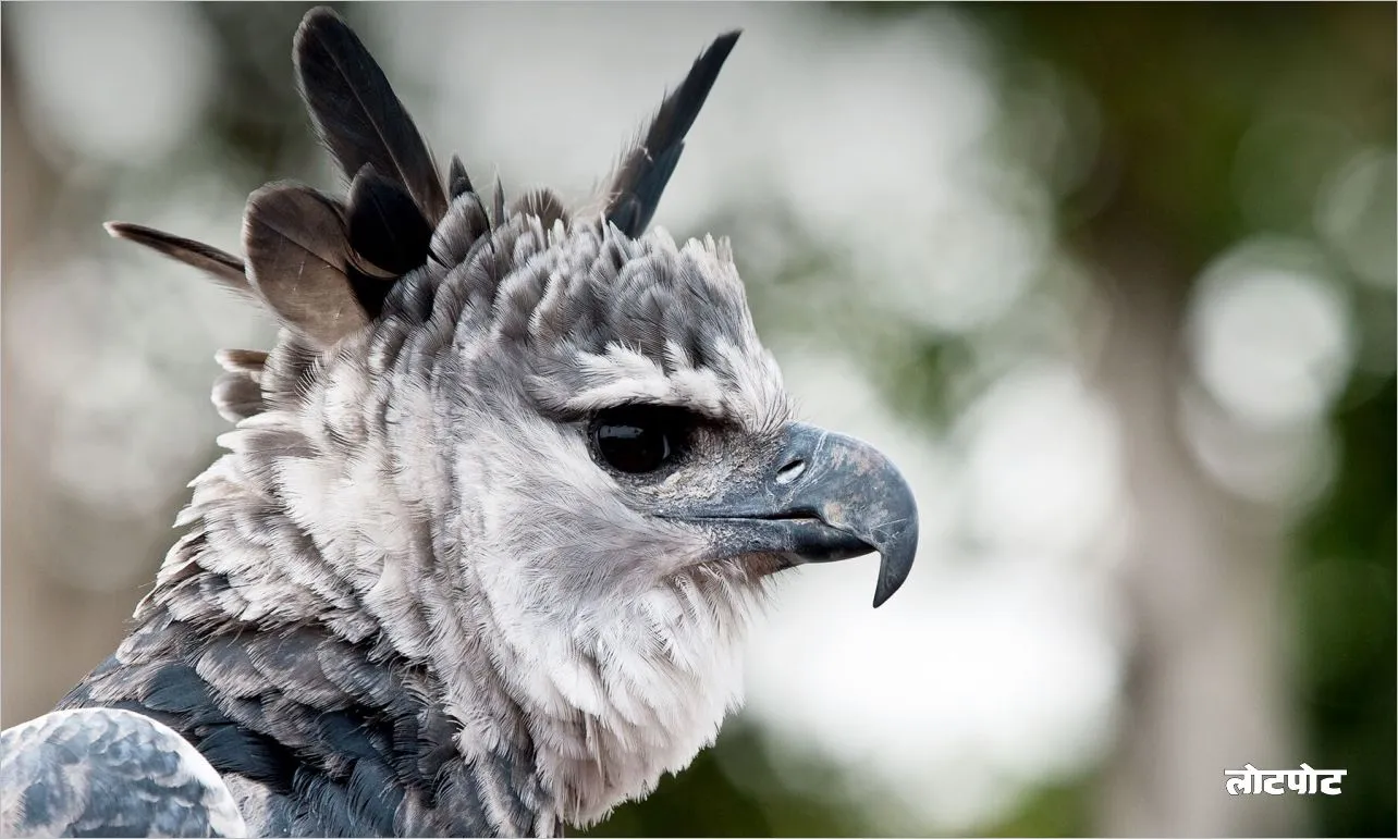 Harpy Eagle The world most powerful bird of prey