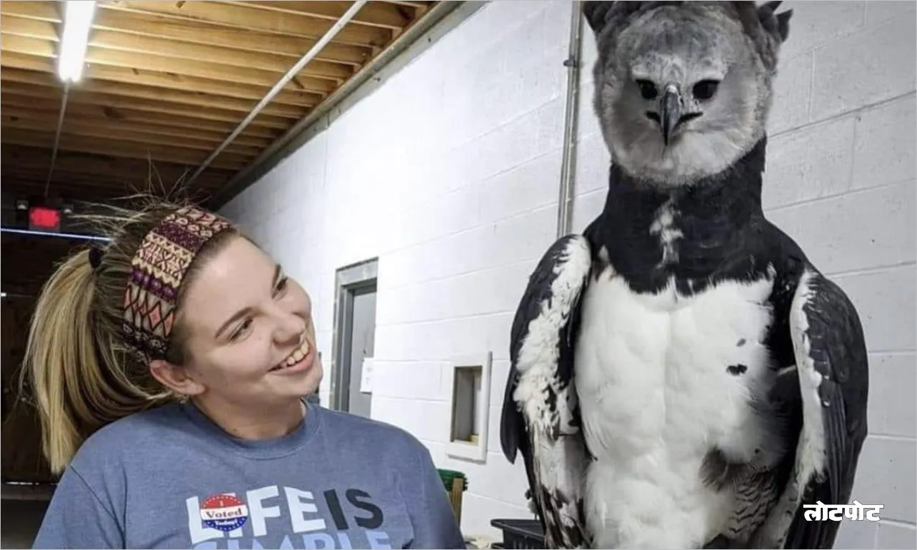 Harpy Eagle The world most powerful bird of prey