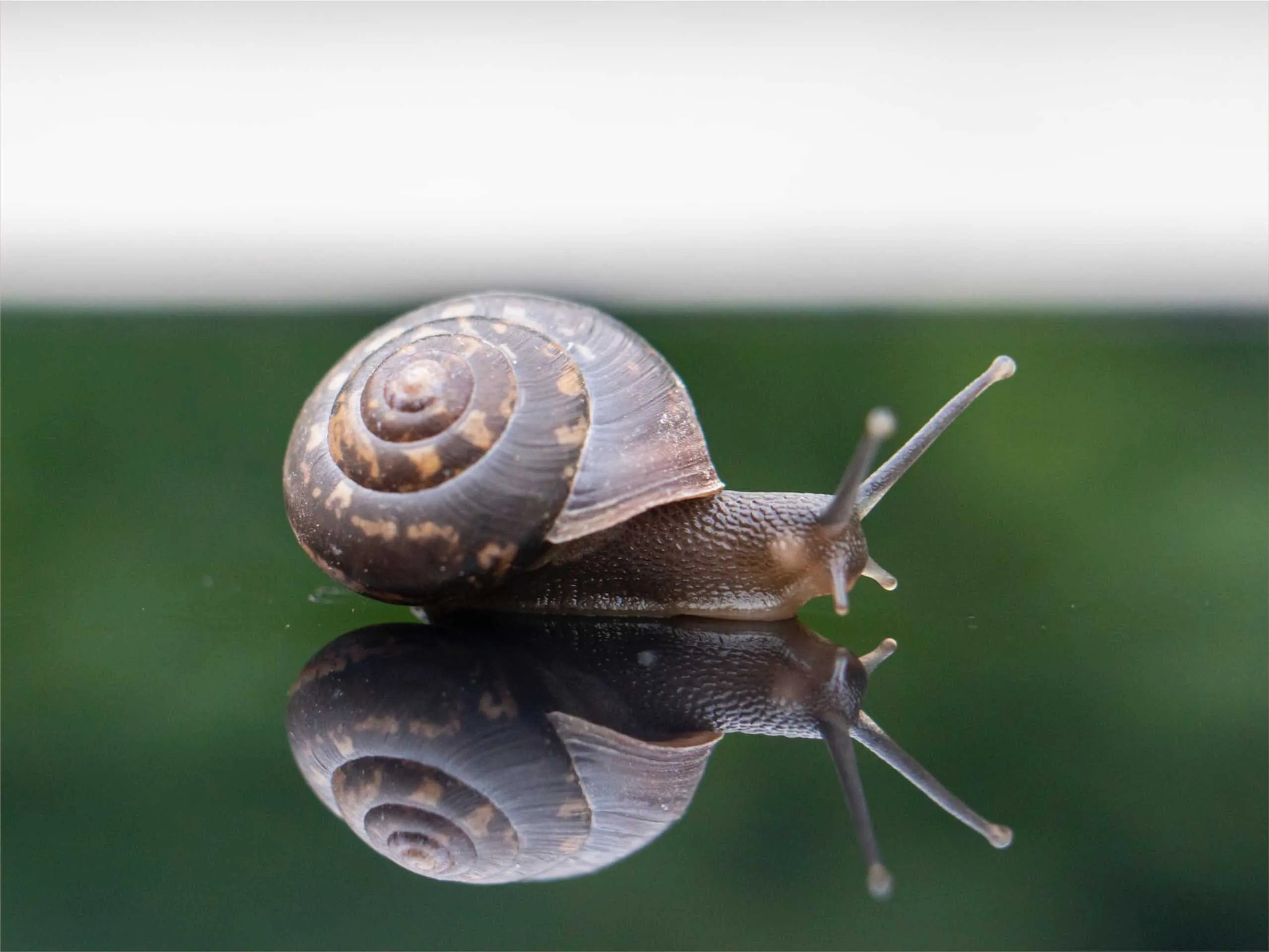 snail