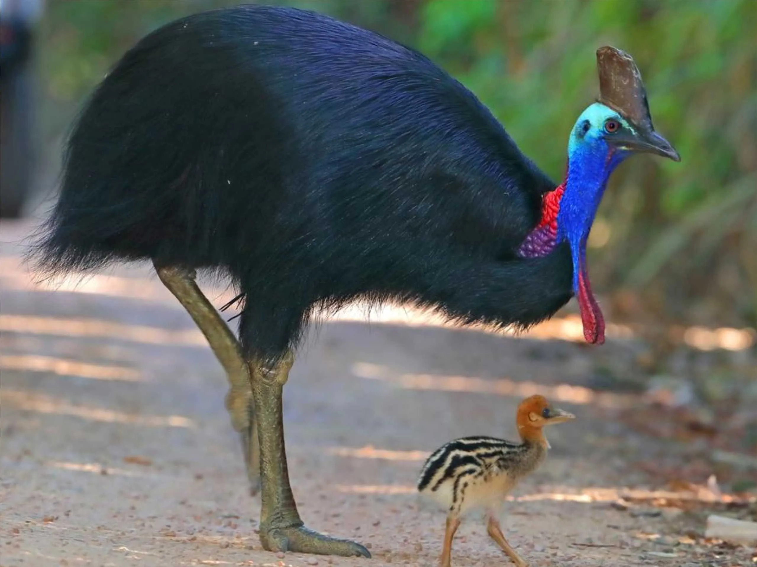 cassowary