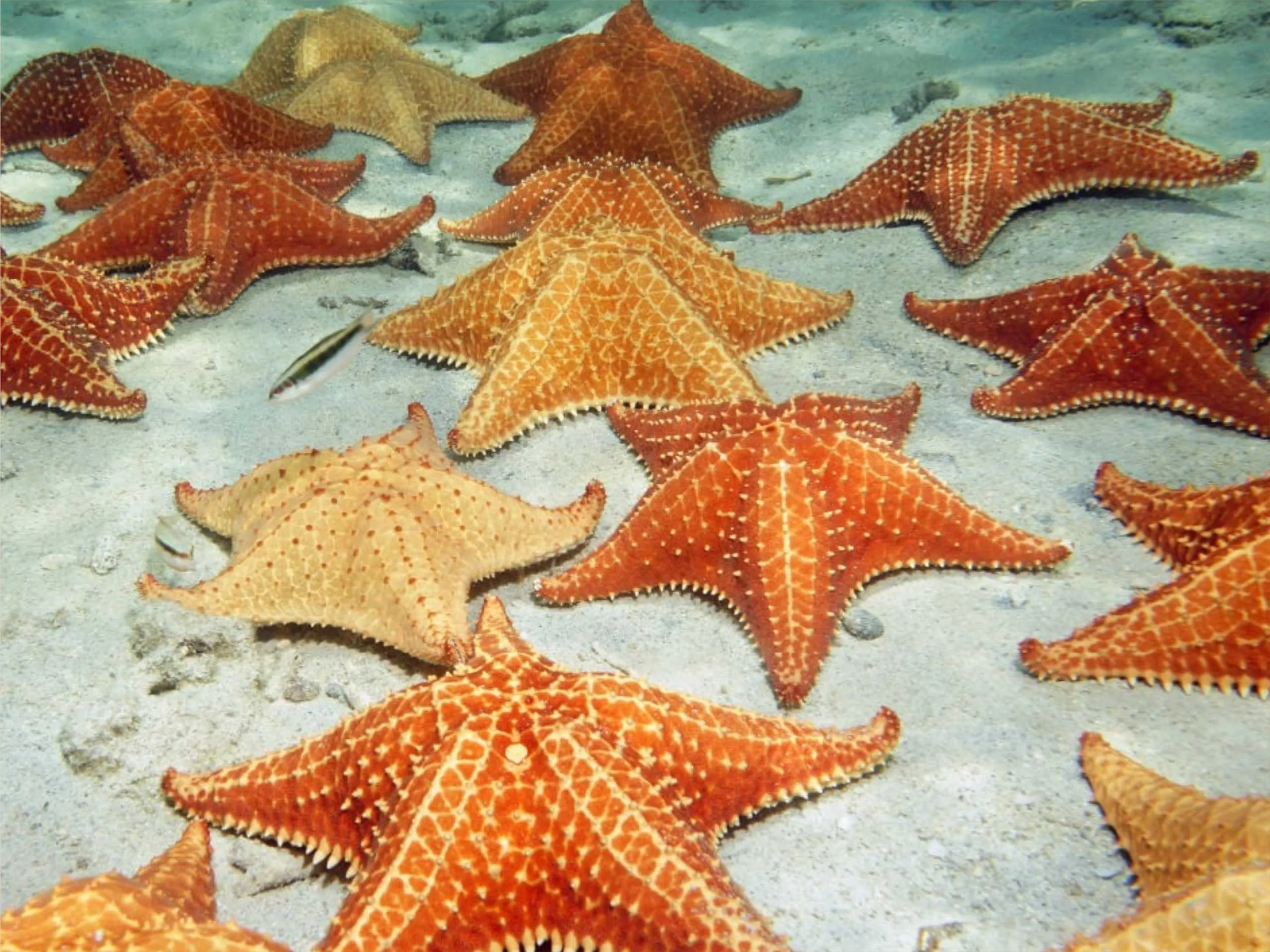 starfish