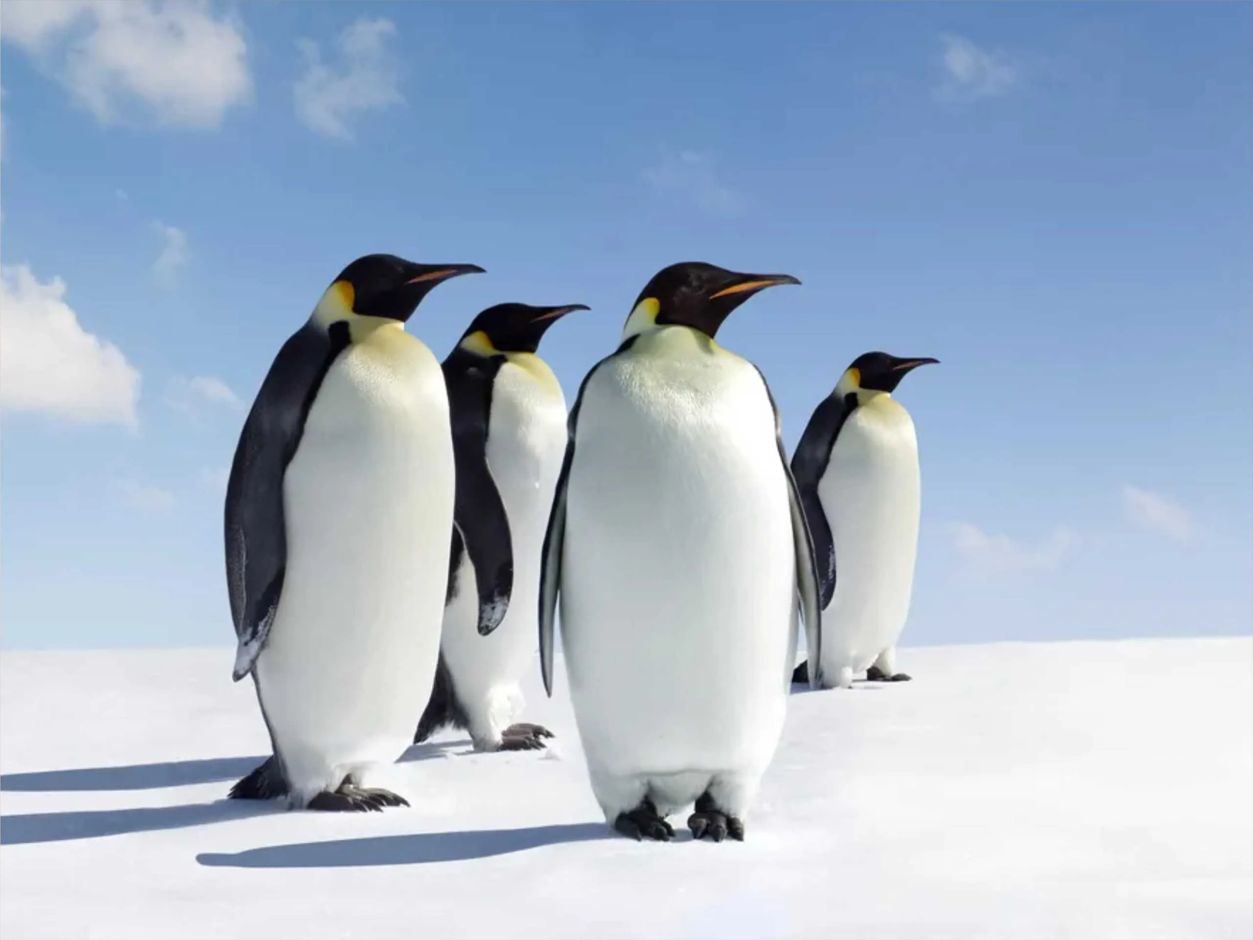 emperor penguin