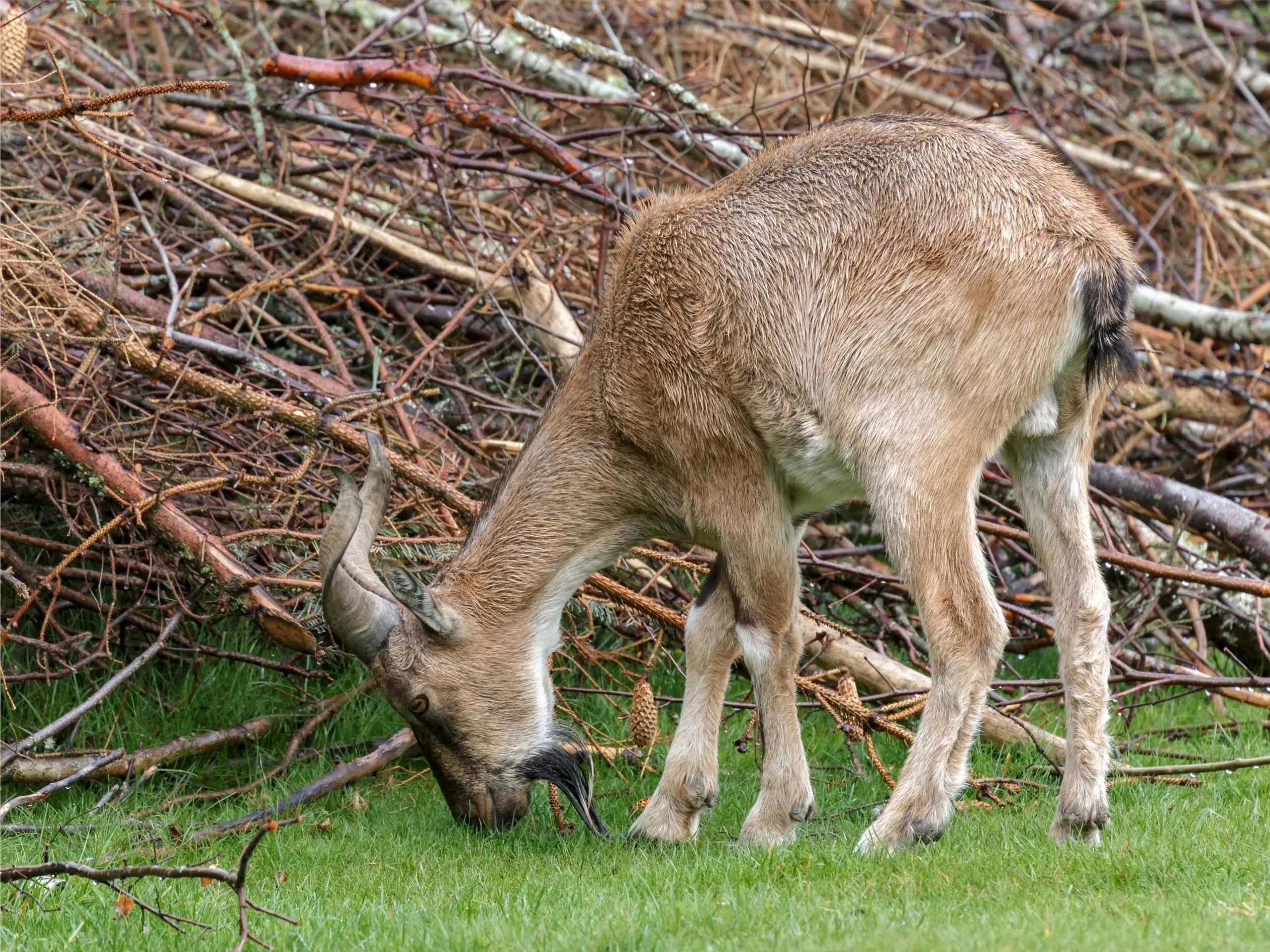 markhor