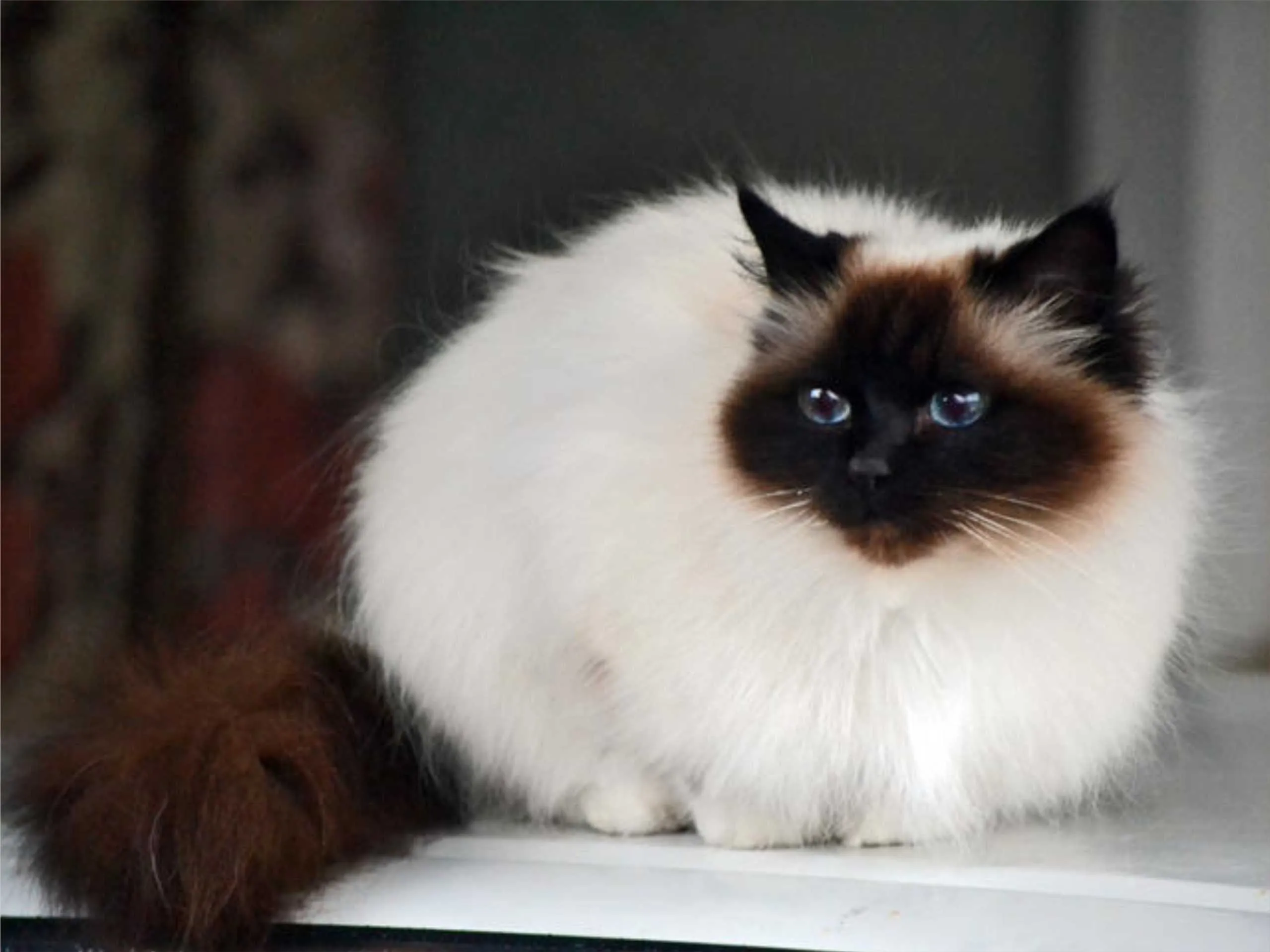 siamese cat