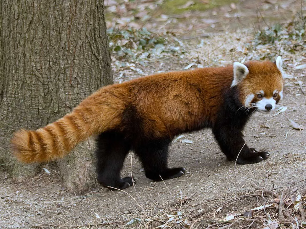 Red Panda