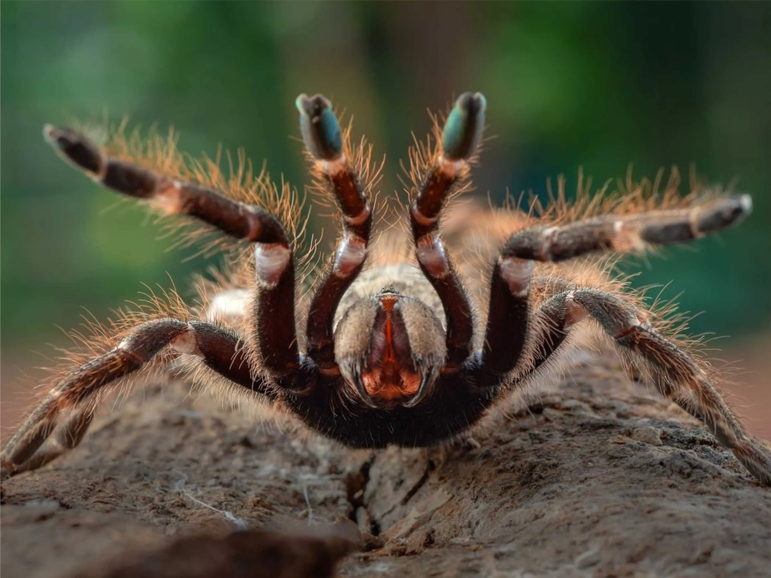 tarantula spider