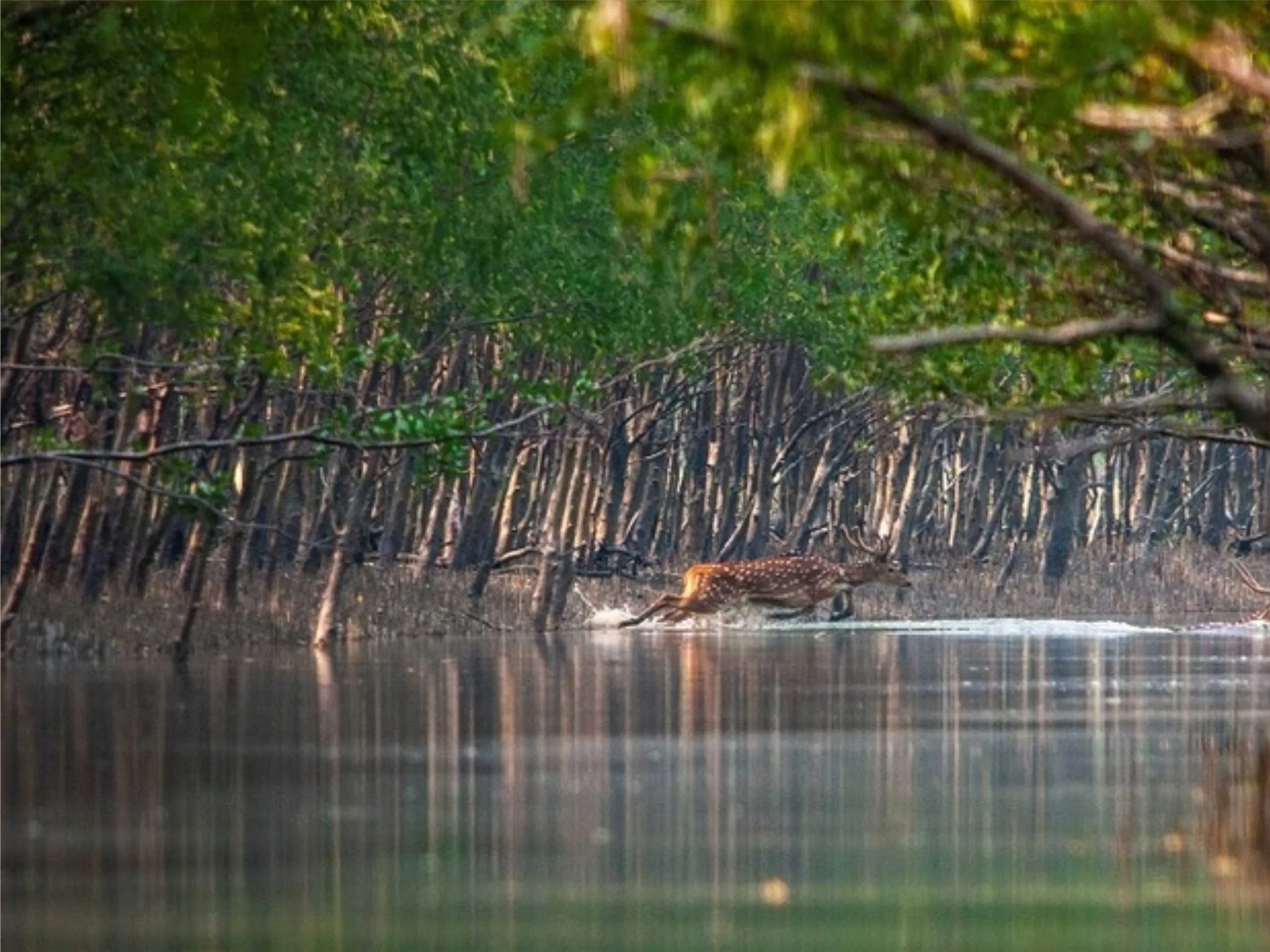 Sunderban 