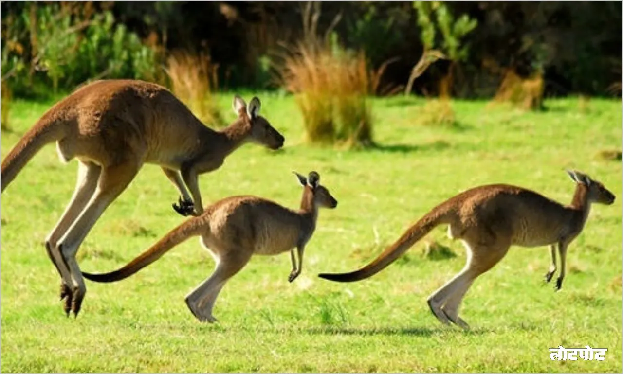 Kangaroo Amazing creature of the jungle