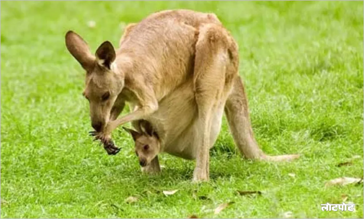 Kangaroo Amazing creature of the jungle