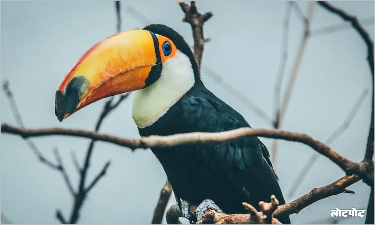 Toucan bird 