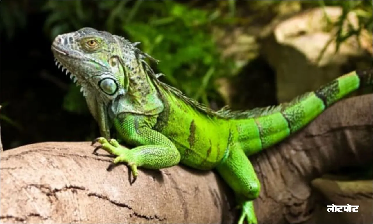 King of the Green The Amazing World of the Green Iguana