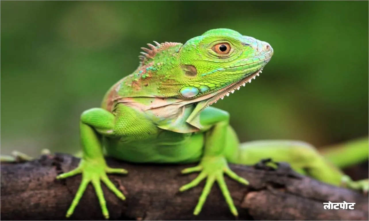 King of the Green The Amazing World of the Green Iguana