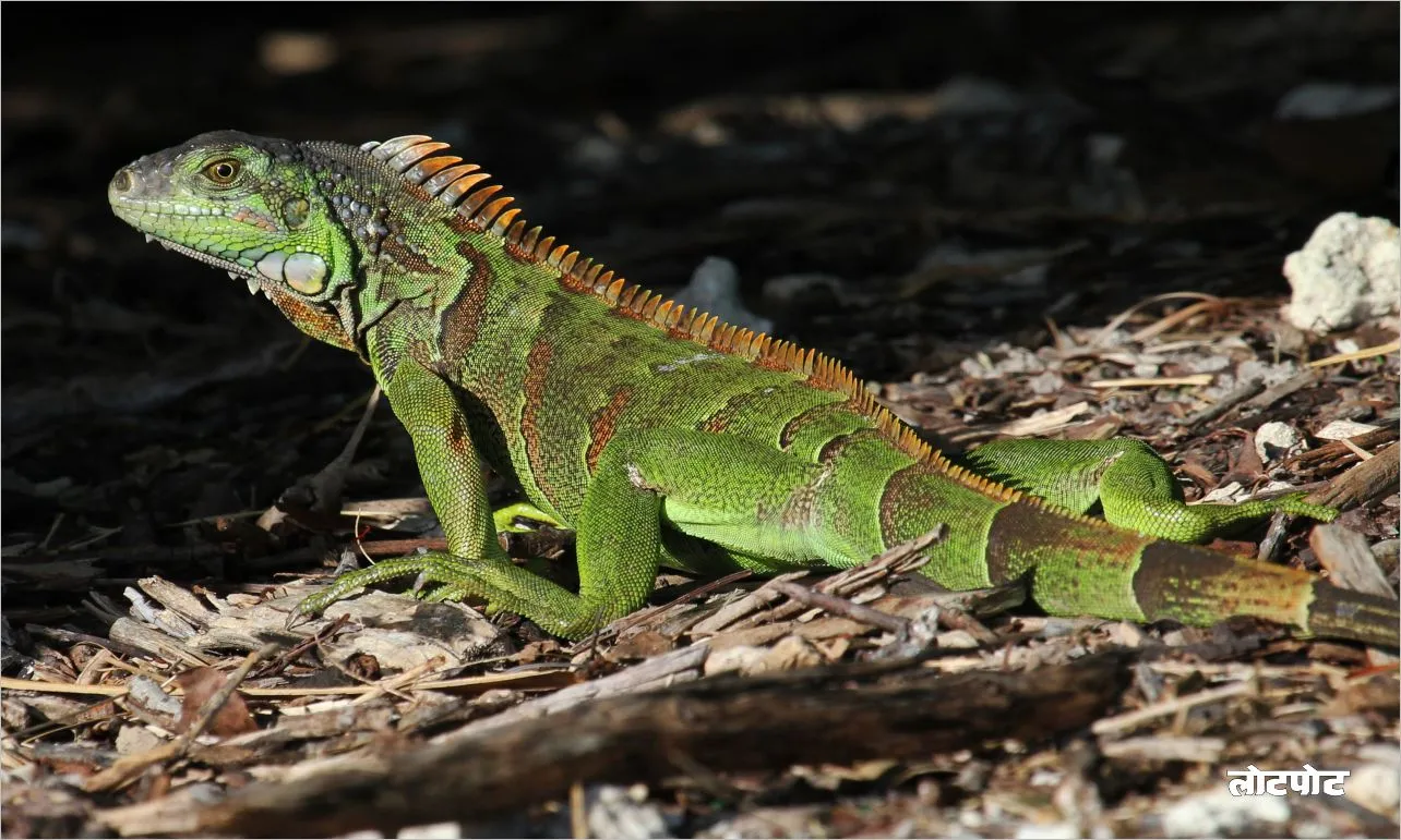 King of the Green The Amazing World of the Green Iguana